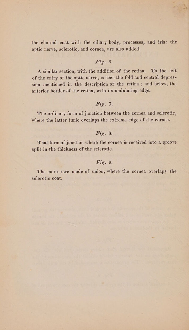 the choroid coat with the ciliary body, processes, and iris: the optic nerve, sclerotic, and cornea, are also added. CL eos A similar section, with the addition of the retina. 'To the left of the entry of the optic nerve, is seen the fold and central depres- sion mentioned in the description of the retina; and below, the anterior border of the retina, with its undulating edge. Fig. 7. The ordinary form of junction between the cornea and sclerotic, where the latter tunic overlaps the extreme edge of the cornea. That form of junction where the cornea is received into a groove split in the thickness of the sclerotic. Fig. 9. The more rare mode of union, where the cornea overlaps the sclerotic coat. Ae