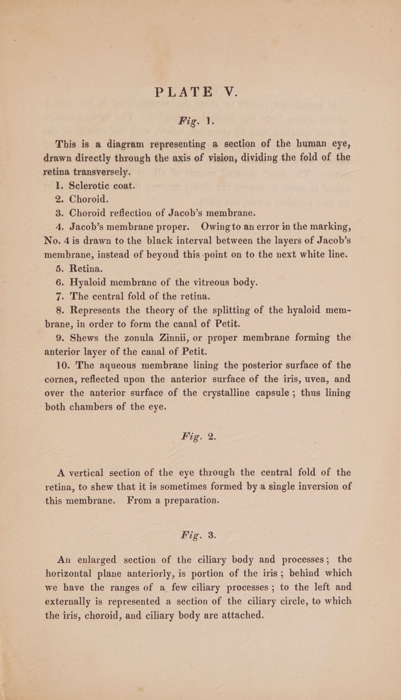 Fig. 1. This is a diagram representing a section of the human eye, drawn directly through the axis of vision, dividing the fold of the retina transversely. 1. Sclerotic coat. 2. Choroid. 3. Choroid reflection of Jacob’s membrane. 4. Jacob’s membrane proper. Owing to an error in the marking, No. 4 is drawn to the black interval between the layers of Jacob’s membrane, instead of beyond this point on to the next white line. 5. Retina. 6. Hyaloid membrane of the vitreous body. 7. The central fold of the retina. 8. Represents the theory of the splitting of the hyaloid mem- brane, in order to form the canal of Petit. 9. Shews the zonula Zinnii, or proper membrane forming the anterior layer of the canal of Petit. 10. The aqueous membrane lining the posterior surface of the cornea, reflected upon the anterior surface of the iris, uvea, and over the anterior surface of the crystalline capsule ; thus lining both chambers of the eye. | Fig. 2. A vertical section of the eye through the central fold of the retina, to shew that it is sometimes formed by a single inversion of this membrane. From a preparation. Fig. 3. An enlarged section of the ciliary body and processes; the horizontal plane anteriorly, is portion of the iris; behind which we have the ranges of a_ few ciliary processes ; to the left and externally is represented a section of the ciliary circle, to which the iris, choroid, and ciliary body are attached.