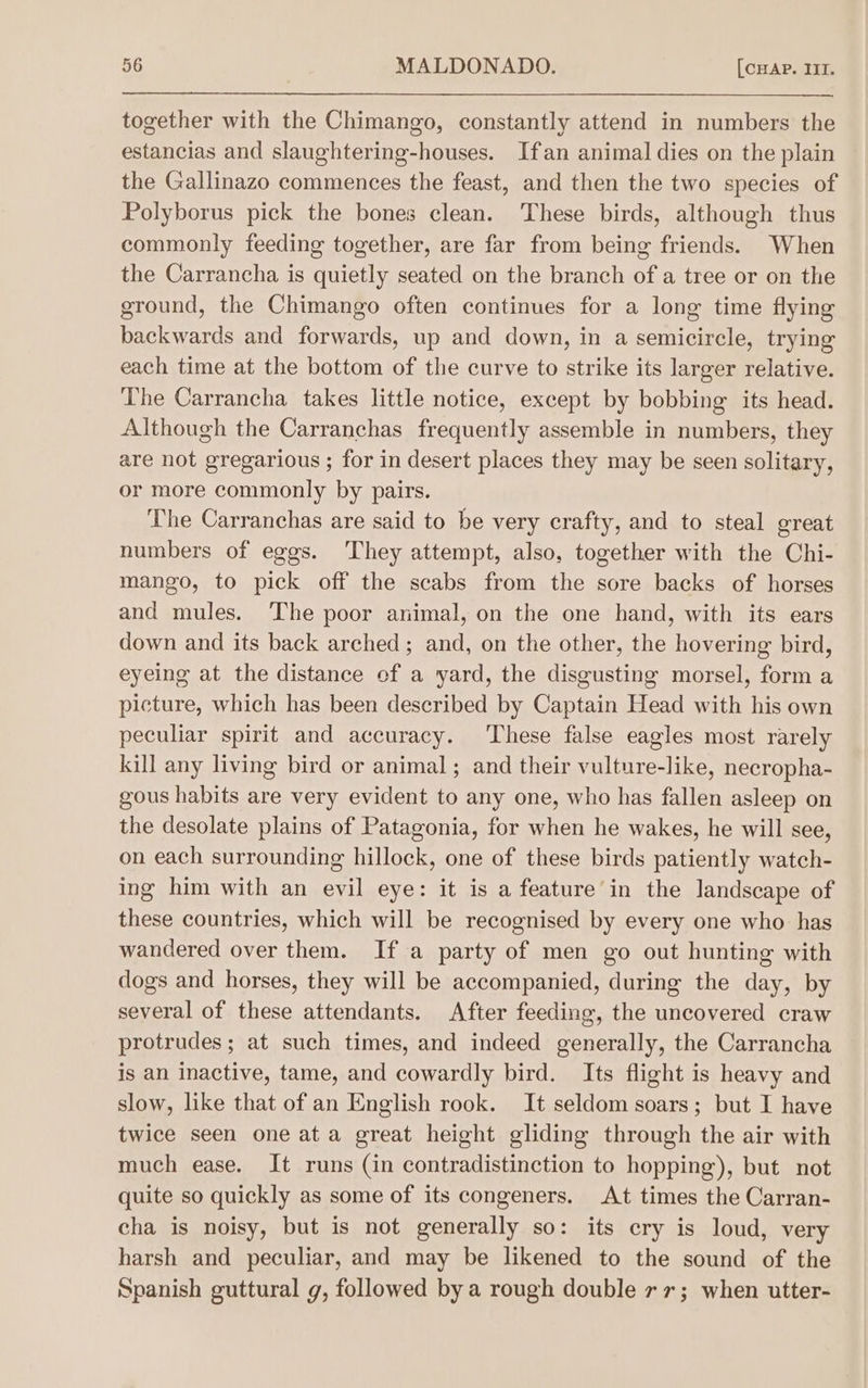 together with the Chimango, constantly attend in numbers the estancias and slaughtering-houses. Ifan animal dies on the plain the Gallinazo commences the feast, and then the two species of Polyborus pick the bones clean. These birds, although thus commonly feeding together, are far from being friends. When the Carrancha is quietly seated on the branch of a tree or on the ground, the Chimango often continues for a long time flying backwards and forwards, up and down, in a semicircle, trying each time at the bottom of the curve to strike its larger relative. The Carrancha takes little notice, except by bobbing its head. Although the Carranchas frequently assemble in numbers, they are not gregarious ; for in desert places they may be seen solitary, or more commonly by pairs. The Carranchas are said to be very crafty, and to steal great numbers of eggs. ‘They attempt, also, together with the Chi- mango, to pick off the scabs from the sore backs of horses and mules. The poor animal, on the one hand, with its ears down and its back arched ; and, on the other, the hovering bird, eyeing at the distance of a yard, the disgusting morsel, form a picture, which has been described by Captain Head with his own peculiar spirit and accuracy. ‘These false eagles most rarely kill any living bird or animal ; and their vulture-like, necropha- gous habits are very evident to any one, who has fallen asleep on the desolate plains of Patagonia, for when he wakes, he will see, on each surrounding hillock, one of these birds patiently watch- ing him with an evil eye: it is a feature’ in the landscape of these countries, which will be recognised by every one who has wandered over them. If a party of men go out hunting with dogs and horses, they will be accompanied, during the day, by several of these attendants. After feeding, the uncovered craw protrudes; at such times, and indeed generally, the Carrancha is an inactive, tame, and cowardly bird. Its flight is heavy and slow, like that of an English rook. It seldom soars; but I have twice seen one at a great height gliding through the air with much ease. It runs (in contradistinction to hopping), but not quite so quickly as some of its congeners. At times the Carran- cha is noisy, but is not generally so: its cry is loud, very harsh and peculiar, and may be likened to the sound of the Spanish guttural g, followed bya rough double 7 7; when utter-