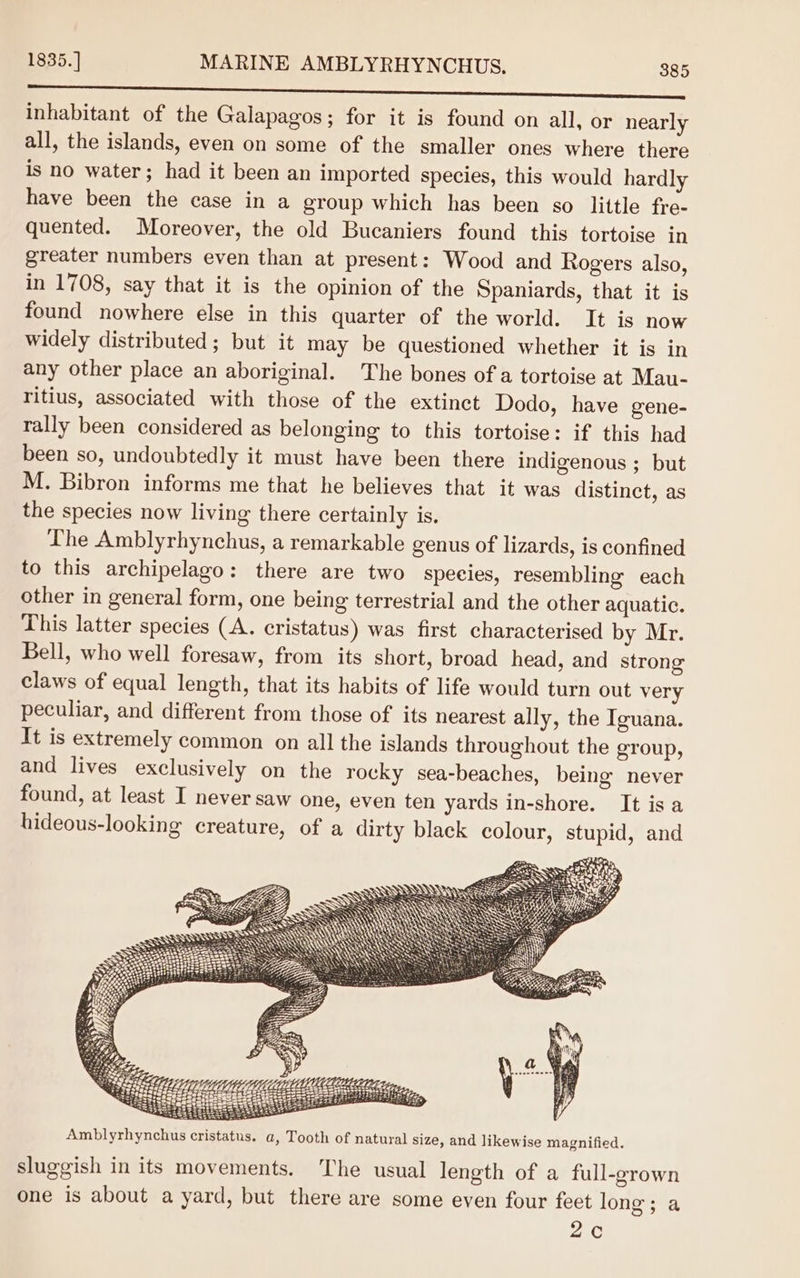 a inhabitant of the Galapagos; for it is found on all, or nearly all, the islands, even on some of the smaller ones where there is no water; had it been an imported species, this would hardly have been the case in a group which has been so little fre- quented. Moreover, the old Bucaniers found this tortoise in greater numbers even than at present: Wood and Rogers also, in 1708, say that it is the opinion of the Spaniards, that it is found nowhere else in this quarter of the world. It is now widely distributed ; but it may be questioned whether it is in any other place an aboriginal. The bones of a tortoise at Mau- ritius, associated with those of the extinct Dodo, have gene- rally been considered as belonging to this tortoise: if this had been so, undoubtedly it must have been there indigenous ; but M. Bibron informs me that he believes that it was distinct, as the species now living there certainly is. The Amblyrhynchus, a remarkable genus of lizards, is confined to this archipelago: there are two species, resembling each other in general form, one being terrestrial and the other aquatic. This latter species (A. cristatus) was first characterised by Mr. Bell, who well foresaw, from its short, broad head, and strong claws of equal length, that its habits of life would turn out very peculiar, and different from those of its nearest ally, the Iguana. It is extremely common on all the islands throughout the group, and lives exclusively on the rocky sea-beaches, being never found, at least I never saw one, even ten yards in-shore. It isa hideous-looking creature, of a dirty black colour, stupid, and SATS Amblyrhynchus cristatus. a, Tooth of natural size, and likewise magnified. sluggish in its movements. The usual length of a full-grown One is about a yard, but there are some even four feet long; a 2c