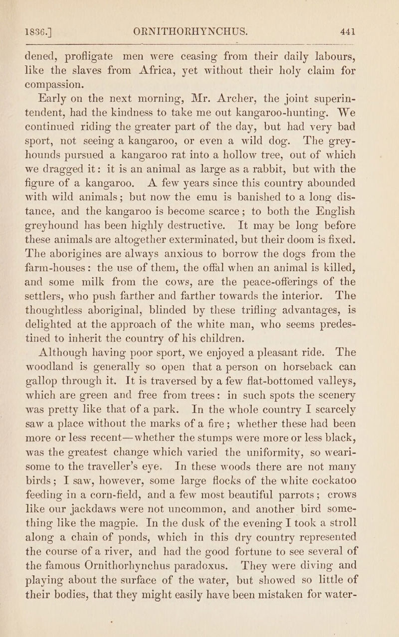 1836. ] ORNITHORHYNCHUS. 44] dened, profligate men were ceasing from their daily labours, like the slaves from Africa, yet without their holy claim for compassion. Early on the next morning, Mr. Archer, the joint superin- tendent, had the kindness to take me out kangaroo-hunting. We continued riding the greater part of the day, but had very bad sport, not seeing a kangaroo, or even a wild dog. The grey- hounds pursued a kangaroo rat into a hollow tree, out of which we dragged it: it is an animal as large as a rabbit, but with the figure of a kangaroo. A few years since this country abounded with wild animals; but now the emu is banished to a long dis- tance, and the kangaroo is become scarce; to both the English greyhound has been highly destructive. It may be long before these animals are altogether exterminated, but their doom is fixed. The aborigines are always anxious to borrow the dogs from the farm-houses: the use of them, the offal when an animal is killed, and some milk from the cows, are the peace-offerings of the settlers, who push farther and farther towards the interior. The thoughtless aboriginal, blinded by these trifling advantages, is delighted at the approach of the white man, who seems predes- tined to inherit the country of his children. Although having poor sport, we enjoyed a pleasant ride. The woodland is generally so open that a person on horseback can gallop through it. It is traversed by a few flat-bottomed valleys, which are green and free from trees: in such spots the scenery was pretty like that of a park. In the whole country I scarcely saw a place without the marks of a fire; whether these had been more or less recent—whether the stumps were more or less black, was the greatest change which varied the uniformity, so weari- some to the traveller’s eye, In these woods there are not many birds; I saw, however, some large flocks of the white cockatoo feeding in a corn-field, and a few most beautiful parrots; crows like our jackdaws were not uncommon, and another bird some- thing like the magpie. In the dusk of the evening I took a stroll along a chain of ponds, which in this dry country represented the course of a river, and had the good fortune to see several of the famous Ornithorhynchus paradoxus. They were diving and playing about the surface of the water, but showed so little of their bodies, that they might easily have been mistaken for water-