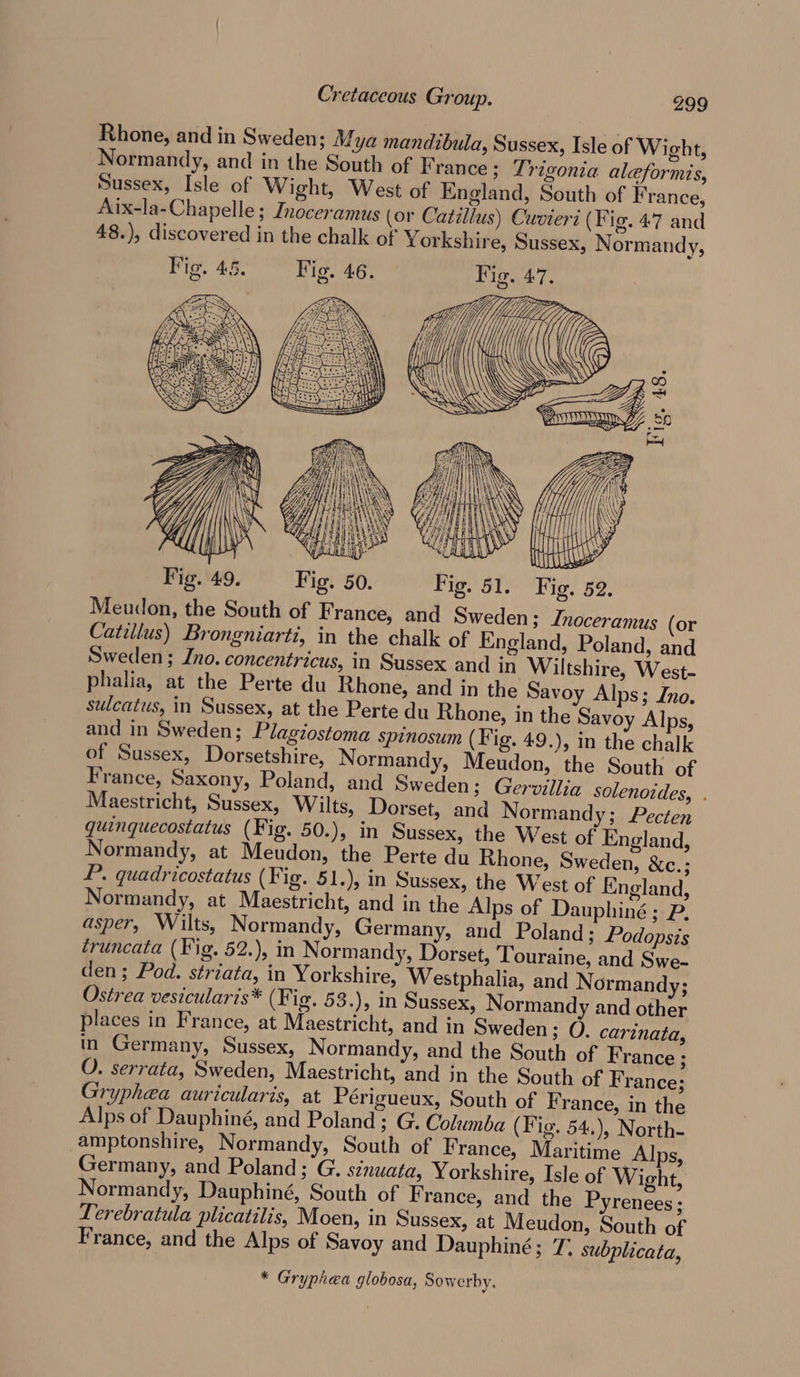 Fig. Fig. 51. Fig. 52. Meudon, the South of F rance, and Sweden; Inoceramus (or Catillus) Brongniarti, in the chalk of England, Poland, and Sweden; Jno. concentricus, in Sussex and in Wiltshire, West- phalia, at the Perte du Rhone, and in the Savoy Alps; Jno. sulcatus, in Sussex, at the Perte du Rhone, in the Savoy Alps, and in Sweden; Plagiostoma spinosum (Fig. 49.), in the chalk of Sussex, Dorsetshire, Normandy, Meudon, the South of France, Saxony, Poland, and Sweden; Gervillia solenotdes, . Maestricht, Sussex, Wilts, Dorset, and Normandy; Pecten quinquecostatus (Fig. 50.), in Sussex, the West of England, Normandy, at Meudon, the Perte du Rhone, Sweden, Rous P. quadricostatus (Fig. 51.), in Sussex, the West of England, Normandy, at Maestricht, and in the Alps of Dauphiné; P. asper, Wilts, Normandy, Germany, and Poland; Podopsis truncata (Fig. 52.), in Normandy, Dorset, Touraine, and Swe- den; Pod. striata, in Yorkshire, W estphalia, and Normandy; Ostrea vesicularis* (Fig. 53.), in Sussex, Normandy and other places in France, at Maestricht, and in Sweden; O. carinata, in Germany, Sussex, Normandy, and the South of France ; O. serrata, Sweden, Maestricht, and in the South of France; Gryphea auricularis, at Périgueux, South of France, in the Alps of Dauphiné, and Poland; G. Columba (Fig. 54.), North- amptonshire, Normandy, South of France, Maritime Alps, Germany, and Poland; G. stnuata, Yorkshire, Isle of Wight, Normandy, Dauphiné, South of F rance, and the Pyrenees ; Lerebratula plicatilis, Moen, in Sussex, at Meudon, South of France, and the Alps of Savoy and Dauphiné ; 7, subplicata, * Gryphea globosa, Sowerby.