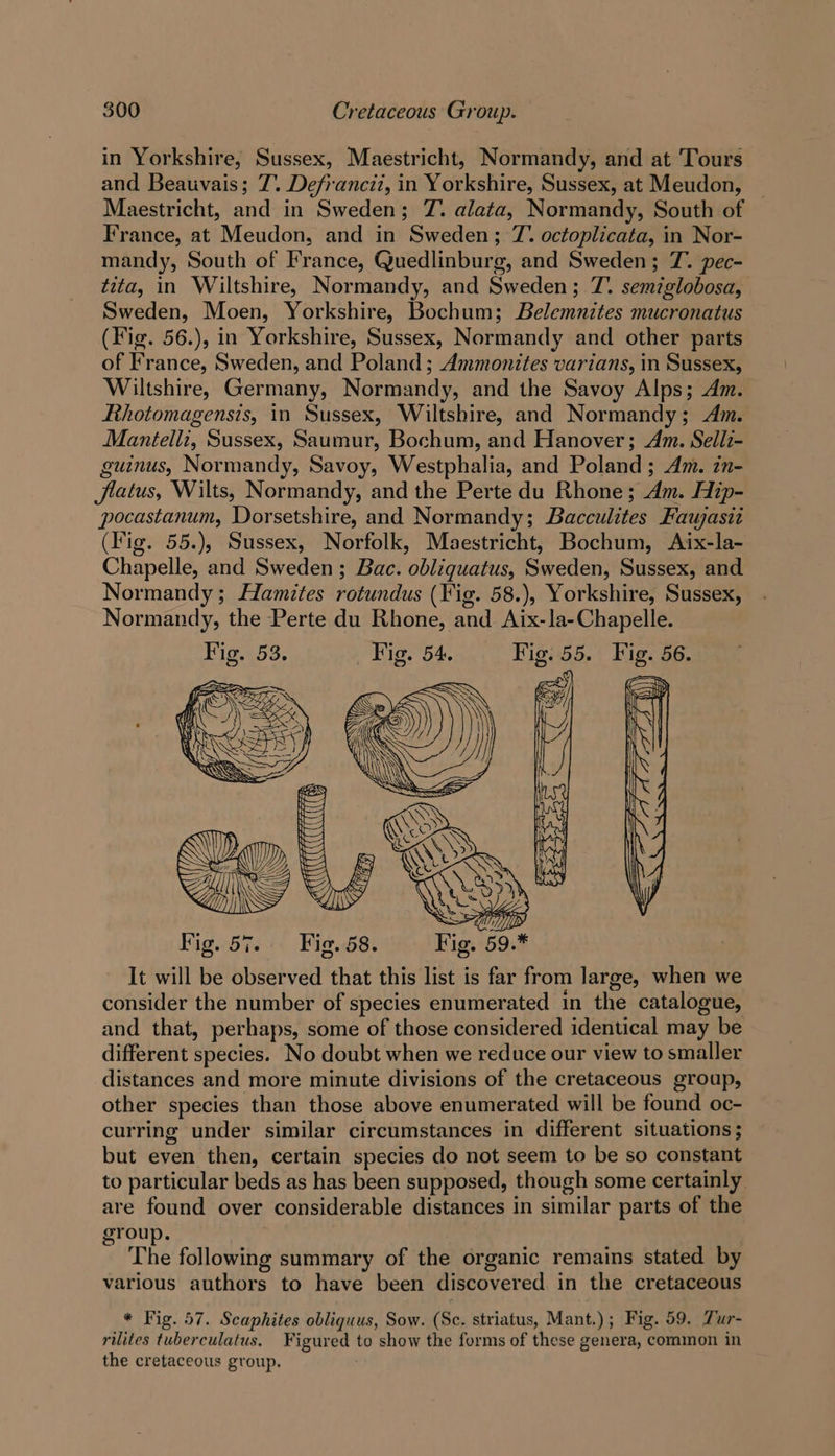 in Yorkshire, Sussex, Maestricht, Normandy, and at Tours and Beauvais; T. Defrancit, in Yorkshire, Sussex, at Meudon, Maestricht, and in Sweden; Z. alata, Normandy, South of France, at Meudon, and in Sweden; 7’ octoplicata, in Nor- mandy, South of France, Quedlinburg, and Sweden; 7. pec- tita, in Wiltshire, Normandy, and Sweden; 7. semiglobosa, Sweden, Moen, Yorkshire, Bochum; Belemnites mucronatus (Fig. 56.), in Yorkshire, Sussex, Normandy and other parts of France, Sweden, and Poland ; Ammonites varians, in Sussex, Wiltshire, Germany, Normandy, and the Savoy Alps; Am. Rhotomagensis, in Sussex, Wiltshire, and Normandy; Am. Mantelli, Sussex, Saumur, Bochum, and Hanover; Am. Selli- guinus, Normandy, Savoy, Westphalia, and Poland; Am. zn- jlatus, Wilts, Normandy, and the Perte du Rhone; Am. Hip- pocastanum, Dorsetshire, and Normandy; Bacculites Faujasit (Fig. 55.), Sussex, Norfolk, Maestricht, Bochum, Aix-la- Chapelle, and Sweden; Bac. obliquatus, Sweden, Sussex, and Normandy; Hamites rotundus (Vig. 58.), Yorkshire, Sussex, Normandy, the Perte du Rhone, and Aix-la-Chapelle. Fig. 54. Fig. 57. Fig. 58. It will be observed that this list is far from large, when we consider the number of species enumerated in the catalogue, and that, perhaps, some of those considered identical may be different species. No doubt when we reduce our view to smaller distances and more minute divisions of the cretaceous group, other species than those above enumerated will be found oc- curring under similar circumstances in different situations; but even then, certain species do not seem to be so constant to particular beds as has been supposed, though some certainly are found over considerable distances in similar parts of the group. The following summary of the organic remains stated by various authors to have been discovered in the cretaceous * Fig. 57. Scaphites obliquus, Sow. (Sc. striatus, Mant.); Fig. 59. Zur- rilites tuberculatus. Figured to show the forms of these genera, common in the cretaceous group.