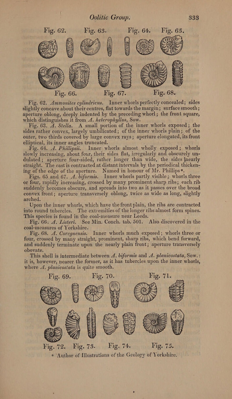 %) n | (cn Fig. 62. Ammonites cylindricus. Inner whorls perfectly concealed; sides slightly concave about their centres, flat towards the margin; surface smooth ; aperture oblong, deeply indented by the preceding whorl ; the front square, which distinguishes it from 4. heterophyllus, Sow. Fig. 68. A. Stella. A small portion of the inner whorls exposed; the sides rather convex, largely umbilicated; of the inner whorls plain; of the outer, two thirds covered by large convex rays; aperture elongated, its front elliptical, its inner angles truncated. Fig. 64. . Phillipsti. Inner whorls almost wholly exposed; whorls slowly increasing, about four, their sides flat, irregularly and obscurely un- dulated; aperture four-sided, rather longer than wide, the sides {nearly straight. The cast is contracted at distant intervals by the periodical thicken- ing of the edge of the aperture. Named in honour of Mr. Phillips *. Figs. 65 and 67. A. biformis. Inner whorls partly visible; whorls three or four, rapidly increasing, crossed by many prominent sharp ribs; each rib suddenly becomes obscure, and spreads into two as it passes over the broad convex front; aperture transversely oblong, twice as wide as long, slightly arched. Upen the inner whorls, which have the front plain, the ribs are contracted into round tubercles. The extremities of the longer ribs almost form spines. This species is found in the coal-measure near Leeds. Fig. 66. 4. Listeri. See Min. Conch. tab. 501. Also discovered in the coal-measures of Yorkshire. Fig. 68. 4. Coregnensis. Inner whorls much exposed; whorls three or four, crossed by many straight, prominent, sharp ribs, which bend forward, and suddenly terminate upon the nearly plain front; aperture transversely obovate. This shell is intermediate between 4. biformis and A. planicostata, Sow. : it is, however, nearer the former, as it has: tubercles upon the inner whorls, where 4. planicostata is quite smooth.