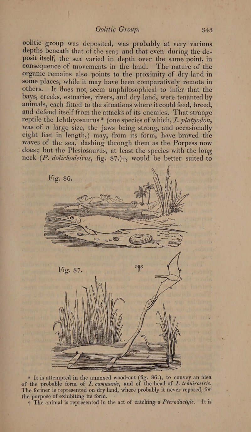 oolitic group was deposited, was probably at very various depths beneath that of the sea; and that even during the de- posit itself, the sea varied in depth over the same point, in consequence of movements in the land. The nature of the organic remains also points to the proximity of dry land in some places, while it may have been comparatively remote in others. It does not, seem unphilosophical to infer that the bays, creeks, estuaries, rivers, and dry land, were tenanted by animals, each fitted to the situations where it could feed, breed, and defend itself from the attacks of its enemies. That strange reptile the Ichthyosaurus * (one species of which, J. platyodon, was of a large size, the jaws being strong, and occasionally eight feet in length,) may, from its form, have braved. the waves of the sea, dashing through them as the Porpess now does; but the Plesiosaurus, at least the species with the long neck (P. dolichodeirus, fig. 87.)+, would be better suited to * It is attempted in the annexed wood-cut (fig. 86.), to convey an idea of the probable form of J. communis, and of the head of J. tenuzrostris. The former is represented on dry land, where probably it never reposed, for the purpose of exhibiting its form. + The animal is represented in the act of catching: a Péerodactyle. It is
