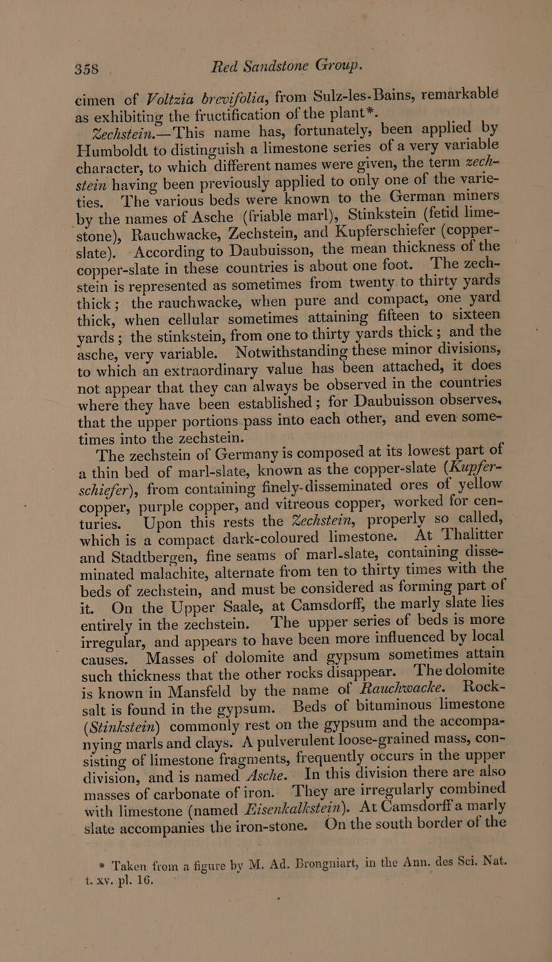 cimen of Voltzia brevifolia, from Sulz-les- Bains, remarkable as exhibiting the fructification of the plant*. Sechstein._-This name has, fortunately, been applied by Humboldt to distinguish a limestone series of a very variable character, to which different names were given, the term zech- stein having been previously applied to only one of the varie- ties. The various beds were known to the German miners by the names of Asche (friable marl), Stinkstein (fetid lime- stone), Rauchwacke, Zechstein, and Kupferschiefer (copper- slate). According to Daubuisson, the mean thickness of the copper-slate in these countries is about one foot. The zech- stein is represented as sometimes from twenty to thirty yards thick; the rauchwacke, when pure and compact, one yard thick, when cellular sometimes attaining fifteen to sixteen yards; the stinkstein, from one to thirty yards thick; and the asche, very variable. Notwithstanding these minor divisions, to which an extraordinary value has been attached, it does not appear that they can always be observed in the countries where they have been established ; for Daubuisson observes, that the upper portions pass into each other, and even: some- times into the zechstein. The zechstein of Germany is composed at its lowest part of a thin bed of marl-slate, known as the copper-slate (Kupfer- schiefer), from containing finely-disseminated ores of yellow copper, purple copper, and vitreous copper, worked for cen- turies. Upon this rests the Zechstein, properly so called, which is a compact dark-coloured limestone. At Thalitter and Stadtbergen, fine seams of marl-slate, containing disse- minated malachite, alternate from ten to thirty times with the beds of zechstein, and must be considered as forming part of it. On the Upper Saale, at Camsdorff, the marly slate lies entirely in the zechstein. The upper series of beds is more irregular, and appears to have been more influenced by local causes. Masses of dolomite and gypsum sometimes attain such thickness that the other rocks disappear. The dolomite is known in Mansfeld by the name of Rauchwacke. Rock- salt is found in the gypsum. Beds of bituminous limestone (Stinkstein) commonly rest on the gypsum and the accompa- nying marls and clays. A pulverulent loose-grained mass, con- sisting of limestone fragments, frequently occurs in the upper division, and is named Asche. In this division there are also masses of carbonate of iron. They are irregularly combined with limestone (named Eisenkalkstein). At Camsdorff a marly slate accompanies the iron-stone. On the south border of the * Taken from a figure by M. Ad. Brongniart, in the Ann. des Sci. Nat. t. xv. pl. 16.