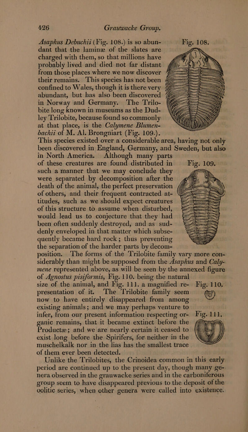 Asaphus Debuchii (Fig. 108.) is so abun- Fig, 108. dant that the laminz. of the slates are PON charged with them, so that millions have gf@ probably lived and died not far distant from those places where we now discover their remains. This species has not been confined to Wales, though it is there very abundant, but has also been discovered in Norway and Germany. The Trilo- bite long known in museums as the Dud- ley ‘Trilobite, because found so commonly at that place, is the Calymene Blumen- bachii of M. Al. Brongniart (Fig. 109.). This species existed over a considerable area, having not only been discovered in England, Germany, and Sweden, but also in North America. Although many parts of these creatures are found distributed in such a manner that we may conclude they were separated by decomposition after the death of the animal, the perfect. preservation of others, and their frequent contracted at- titudes, such as we should expect creatures of this structure to assume when disturbed, would lead us to conjecture that they had been often suddenly destroyed, and as sud- denly enveloped in that matter which subse- quently became hard rock; thus preventing the separation of the harder parts by decom- position. ‘The forms of the ‘Trilobite family vary more con- siderably than might be supposed from the Asaphus and Caly- mene represented above, as will be seen by the annexed figure of Agnostus pisiformis, Fig. 110. being the natural size of the animal, and Fig. 111. a magnified re- Fig. 110. presentation of it. The Trilobite family seem ra now to have entirely disappeared from among | existing animals; and we may perhaps venture to infer, from our present information respecting or- ganic remains, that it became extinct before the Productz; and we are nearly certain it ceased to exist long before the Spirifers, for neither in the muschelkalk nor in the lias has the smallest trace of them ever been detected. Unlike the Trilobites, the Crinoidea common in this early period are continued up to the present day, though many ge-. nera observed in the grauwacke series and in the carboniferous group seem to have disappeared previous to the deposit of the oolitic series, when other genera were called into existence.