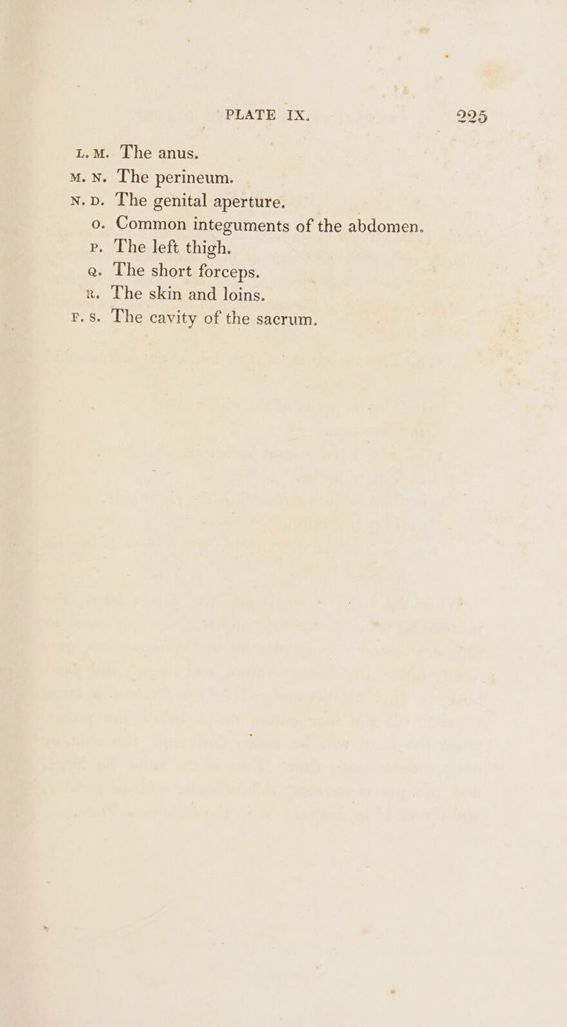 PLATE IX. t.M. The anus. M.N. The perineum. n.D. The genital aperture. Common integuments of the abdomen. p. The left thigh. a. The short forceps. x. The skin and loins. F.s. The cavity of the sacrum.