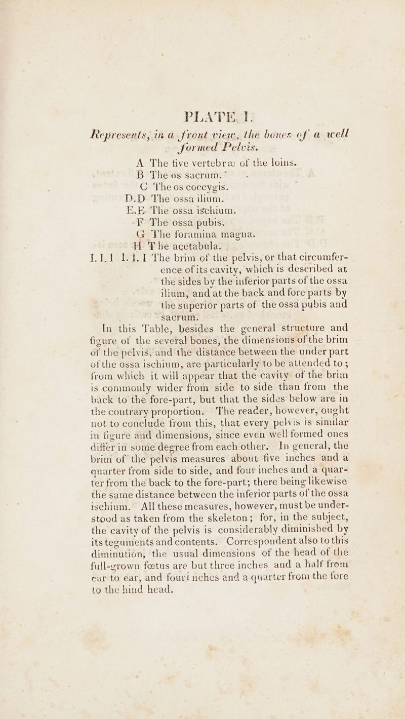 PLATE, T. Represents, in a front view, the bones of a well Sormed Pelvis. A The tive vertebra of the loins. B The os sacrum.” C 'The os coccygis. D.D The ossa ilium. E.E ‘The ossa ischium. F The ossa pubis. G The foramina magna. H Phe acetabula. I.1.1 1.1.1 The brim of the pelvis, or that circumfer- ence of its cavity, which is described at the sides by the inferior parts of the ossa ilium, and at the back and fore parts by the superior parts of the ossa pubis and sacrum, In this Table, besides the general structure and figure of the several bones, the dimensions of the brim of the pelvis, and the distance between the under part of the ossa ischium, are particularly to be attended to ; from which it will appear that the cavity of the brim is commonly wider from side to side than from the back to the fore-part, but that the sides below are in the contrary proportion. The reader, however, ought not to conclude from this, that every pelvis is similar in figure and dimensions, since even wel! formed ones differ in some degree from each other. In general, the brim of the pelvis measures about five inches and a quarter from side to side, and four inches and a quar- ter from the back to the fore-part; there being likewise the same distance between the inferior parts of the ossa ischium. All these measures, however, must be under- stoud as taken from the skeleton; for, in the subject, the cavity of the pelvis is considerably diminished by its teguments andcontents. Correspondent also to this diminution, the usual dimensions of the head of the full-yrown feetus are but three inches and a half from ear to ear, and fourinches and a quarter from the fore to the hind head.