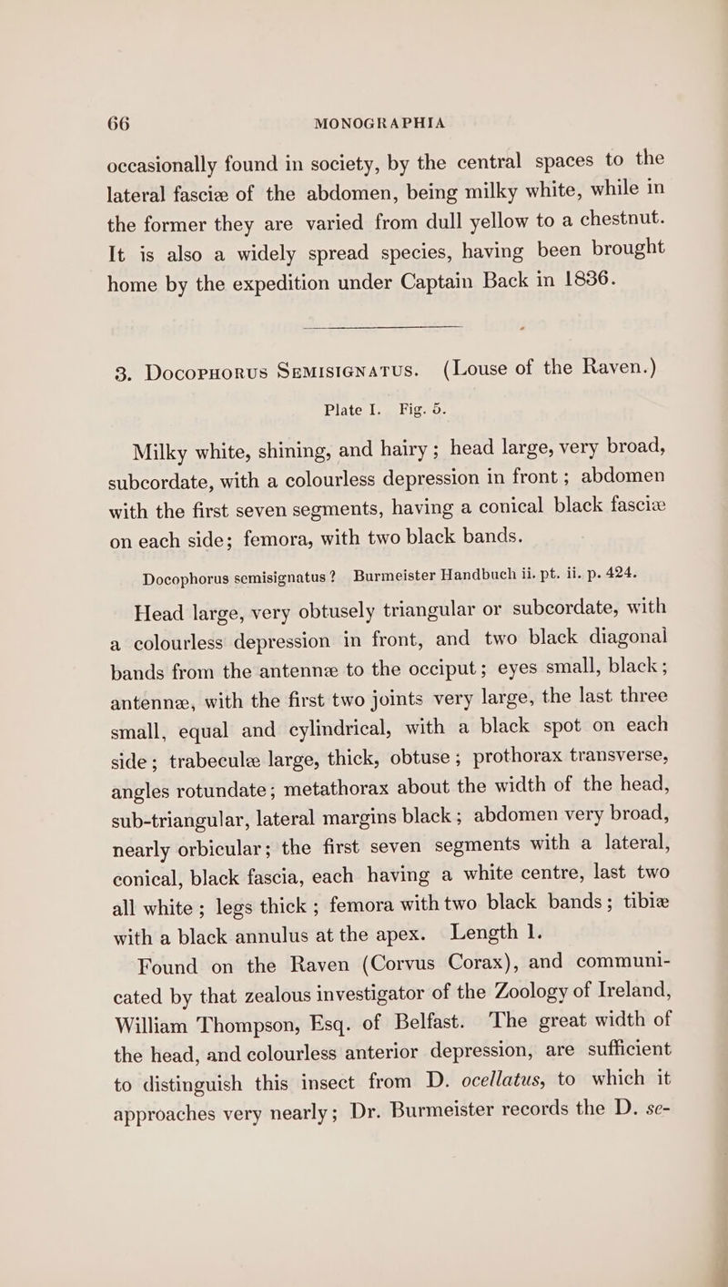 occasionally found in society, by the central spaces to the lateral fascize of the abdomen, being milky white, while in the former they are varied from dull yellow to a chestnut. It is also a widely spread species, having been brought home by the expedition under Captain Back in 1836. 3. Docopnorus Semisienatus. (Louse of the Raven.) Plate I. Fig. 5. Milky white, shining, and hairy ; head large, very broad, subcordate, with a colourless depression in front ; abdomen with the first seven segments, having a conical black fasciz on each side; femora, with two black bands. Docophorus semisignatus? Burmeister Handbuch ii. pt. ii. p. 424. Head large, very obtusely triangular or subcordate, with a colourless depression in front, and two black diagonal bands from the antenne to the occiput; eyes small, black ; antenne, with the first two joints very large, the last three small, equal and cylindrical, with a black spot on each side; trabeculee large, thick, obtuse ; prothorax transverse, angles rotundate; metathorax about the width of the head, sub-triangular, lateral margins black ; abdomen very broad, nearly orbicular; the first seven segments with a lateral, conical, black fascia, each having a white centre, last two all white ; legs thick ; femora with two black bands; tibize with a black annulus at the apex. Length 1. Found on the Raven (Corvus Corax), and communi- cated by that zealous investigator of the Zoology of Ireland, William Thompson, Esq. of Belfast. ‘The great width of the head, and colourless anterior depression, are sufficient to distinguish this insect from D. ocellatus, to which it approaches very nearly; Dr. Burmeister records the D. se-