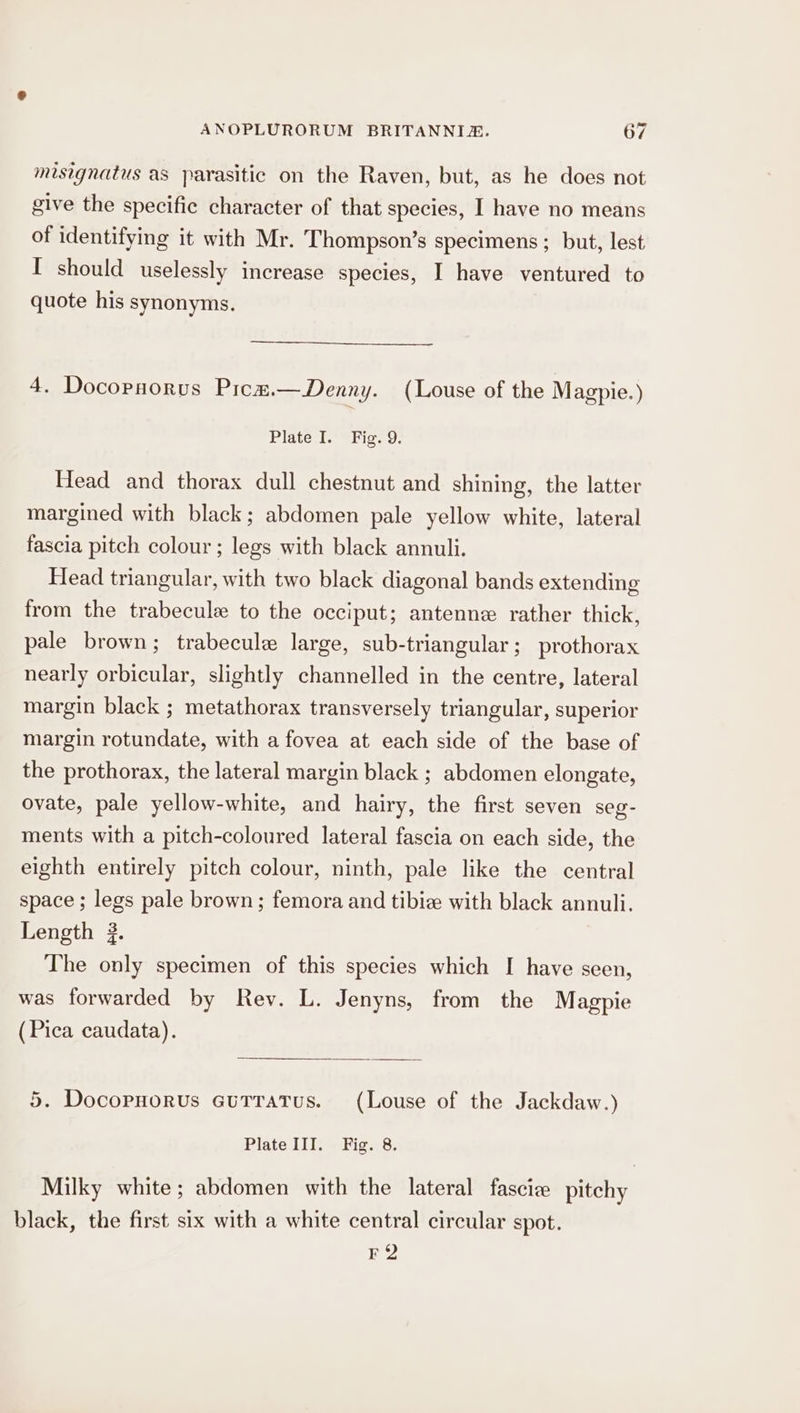 misignatus as parasitic on the Raven, but, as he does not give the specific character of that species, I have no means of identifying it with Mr. Thompson’s specimens ; but, lest I should uselessly increase species, I have ventured to quote his synonyms. 4. Docorpnorus Picm.—Denny. (Louse of the Magpie.) Plate I. Fig. 9. Head and thorax dull chestnut and shining, the latter margined with black; abdomen pale yellow white, lateral fascia pitch colour ; legs with black annuli. Head triangular, with two black diagonal bands extending from the trabecule to the occiput; antenne rather thick, pale brown; trabecule large, sub-triangular; prothorax nearly orbicular, slightly channelled in the centre, lateral margin black ; metathorax transversely triangular, superior margin rotundate, with a fovea at each side of the base of the prothorax, the lateral margin black ; abdomen elongate, ovate, pale yellow-white, and hairy, the first seven seg- ments with a pitch-coloured lateral fascia on each side, the eighth entirely pitch colour, ninth, pale like the central space ; legs pale brown; femora and tibiz with black annuli. Length 3. The only specimen of this species which I have seen, was forwarded by Rev. L. Jenyns, from the Magpie (Pica caudata). 5. Docornorus eutratus. (Louse of the Jackdaw.) Plate III. Fig. 8. Milky white; abdomen with the lateral fascie pitchy black, the first six with a white central circular spot. jn