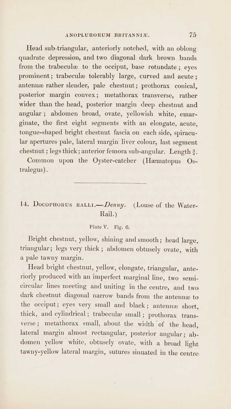 Head sub-triangular, anteriorly notched, with an oblong quadrate depression, and two diagonal dark brown bands from the trabecule to the occiput, base rotundate ; eyes prominent; trabecule tolerably large, curved and acute; antenne rather slender, pale chestnut; prothorax conical, posterior margin convex; metathorax transverse, rather wider than the head, posterior margin deep chestnut and angular ; abdomen broad, ovate, yellowish white, emar- ginate, the first eight segments with an elongate, acute, tongue-shaped bright chestnut fascia on each side, spiracu- lar apertures pale, lateral margin liver colour, last segment chestnut ; legs thick ; anterior femora sub-angular. Length 3. Common upon the Oyster-catcher (Heematopus Os- tralegus). 14, DocopHorus raLLi.—Denny. (Louse of the Water- Rail.) Riatcevee hie 26. Bright chestnut, yellow, shining and smooth; head large, triangular; legs very thick ; abdomen obtusely ovate, with a pale tawny margin. Head bright chestnut, yellow, elongate, triangular, ante- riorly produced with an imperfect marginal line, two semi- circular lines meeting and uniting in the centre, and two dark chestnut diagonal narrow bands from the antennex to the occiput; eyes very small and black; antenne short, thick, and cylindrical; trabeculee small; prothorax trans- verse; metathorax small, about the width of the head, lateral margin almost rectangular, posterior angular; ab- domen yellow white, obtusely ovate, with a broad light tawny-yellow lateral margin, sutures sinuated in the centre