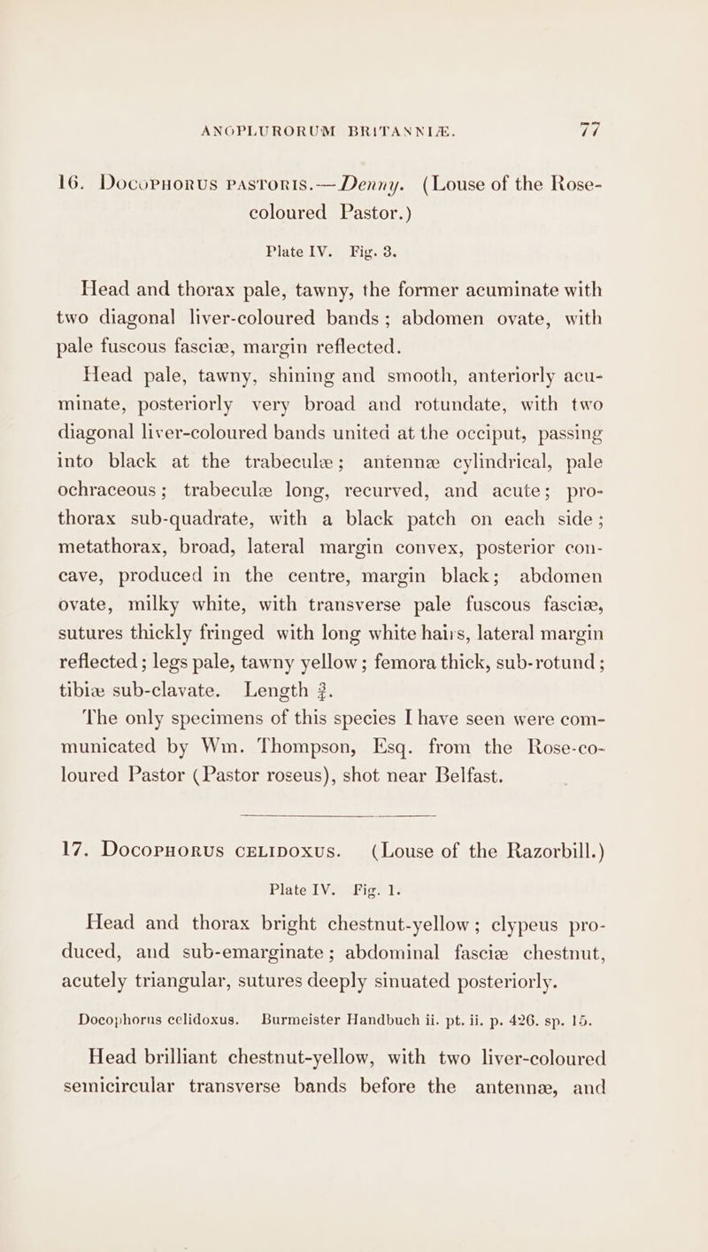 16. Docopnorus pasroris.— Denny. (Louse of the Rose- coloured Pastor.) Plate IV. Fig. 3. Head and thorax pale, tawny, the former acuminate with two diagonal liver-coloured bands ; abdomen ovate, with pale fuscous fascize, margin reflected. Head pale, tawny, shining and smooth, anteriorly acu- minate, posteriorly very broad and rotundate, with two diagonal liver-coloured bands united at the occiput, passing into black at the trabecule; antenne cylindrical, pale ochraceous; trabecule long, recurved, and acute; pro- thorax sub-quadrate, with a black patch on each side; metathorax, broad, lateral margin convex, posterior con- cave, produced in the centre, margin black; abdomen ovate, milky white, with transverse pale fuscous fascia, sutures thickly fringed with long white hairs, lateral margin reflected ; legs pale, tawny yellow; femora thick, sub-rotund ; tibie sub-clavate. Length 2. The only specimens of this species [ have seen were com- municated by Wm. Thompson, Esq. from the Rose-co- loured Pastor (Pastor roseus), shot near Belfast. 17. Docopuorus ceLipoxus. (Louse of the Razorbill.) PlatelV.. Fier tl: Head and thorax bright chestnut-yellow; clypeus pro- duced, and sub-emarginate ; abdominal fasciz chestnut, acutely triangular, sutures deeply sinuated posteriorly. Docophorus celidoxus. Burmeister Handbuch ii. pt. ii. p. 426. sp. 15. Head brilliant chestnut-yellow, with two liver-coloured semicircular transverse bands before the antennze, and