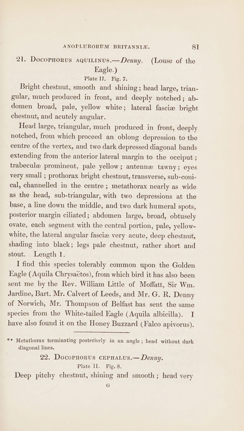 21. Docopnorus aquitinus.—Denny. (Louse of the Eagle.) Plate IJ. . Fig. 7. Bright chestnut, smooth and shining ; head large, trian- gular, much produced in front, and deeply notched; ab- domen broad, pale, yellow white; lateral fascie bright chestnut, and acutely angular. Head large, triangular, much produced in front, deeply notched, from which proceed an oblong depression to the centre of the vertex, and two dark depressed diagonal bands extending from the anterior lateral margin to the occiput ; trabeculae prominent, pale yellow; antenne tawny; eyes very small ; prothorax bright chestnut, transverse, sub-coni- cal, channelled in the centre ; metathorax nearly as wide as the head, sub-triangular, with two depressions at the base, a line down the middle, and two dark humeral spots, posterior margin ciliated; abdomen large, broad, obtusely ovate, each segment with the central portion, pale, yellow- white, the lateral angular fascie very acute, deep chestnut, shading into black; legs pale chestnut, rather short and stout. Length 1. I find this species tolerably common upon the Golden Eagle (Aquila Chrysactos), from which bird it has also been sent me by the Rey. William Little of Moffatt, Sir Wm. Jardine, Bart. Mr. Calvert of Leeds, and Mr. G. R. Denny of Norwich, Mr. Thompson of Belfast has sent the same species from the White-tailed Eagle (Aquila albicilla). I have also found it on the Honey Buzzard (Falco apivorus). ** Metathorax terminating posteriorly in an angle ; head without dark diagonal lines. 22. Docopnorus cepHalus.-— Denny. Plate II. Fig. 8. Deep pitchy chestnut, shining and smooth ; head very G