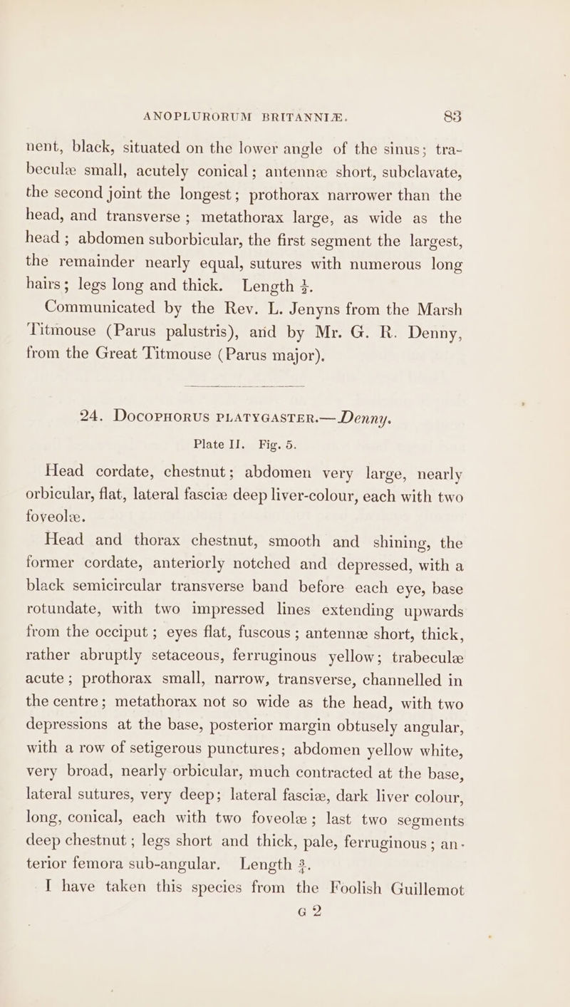 nent, black, situated on the lower angle of the sinus; tra- beculee small, acutely conical; antenne short, subclavate, the second joint the longest ; prothorax narrower than the head, and transverse ; metathorax large, as wide as the head ; abdomen suborbicular, the first segment the largest, the remainder nearly equal, sutures with numerous long hairs; legs long and thick. Length 3. Communicated by the Rev. L. Jenyns from the Marsh Titmouse (Parus palustris), ard by Mr. G. R. Denny, from the Great Titmouse (Parus major). 24. DocoPpHorus PLATYGASTER.— Denny. Plate II. Fig. 5. Head cordate, chestnut; abdomen very large, nearly orbicular, flat, lateral fascize deep liver-colour, each with two foveole. Head and thorax chestnut, smooth and shining, the former cordate, anteriorly notched and depressed, with a black semicircular transverse band before each eye, base rotundate, with two impressed lines extending upwards from the occiput ; eyes flat, fuscous ; antennz short, thick, rather abruptly setaceous, ferruginous yellow; trabecule acute ; prothorax small, narrow, transverse, channelled in the centre; metathorax not so wide as the head, with two depressions at the base, posterior margin obtusely angular, with a row of setigerous punctures; abdomen yellow white, very broad, nearly orbicular, much contracted at the base, lateral sutures, very deep; lateral fascie, dark liver colour, long, conical, each with two foveole; last two segments deep chestnut ; legs short and thick, pale, ferruginous ; an- terior femora sub-angular. Length 3. I have taken this species from the Foolish Guillemot G 2