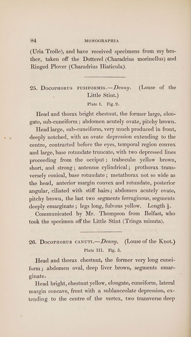 (Uria Troile’, and have received specimens from my bro- ther, taken off the Dotterel (Charadrius morinellus) and Ringed Plover (Charadrius Hiaticula). 25. DocopHorUS FUSIFORMIS.—Denny. (Louse of the Little Stint.) Plate I. Fig. 2. Head and thorax bright chestnut, the former large, elon- gate, sub-cuneiform ; abdomen acutely ovate, pitchy brown. Head large, sub-cuneiform, very much produced in front, deeply notched, with an ovate depression extending to the centre, contracted before the eyes, temporal region convex and large, base rotundate truncate, with two depressed lines proceeding from the occiput; trabecule yellow brown, short, and strong; antenne cylindrical; prothorax trans- versely conical, base rotundate ; metathorax not so wide as the head, anterior margin convex and rotundate, posterior angular, ciliated with stiff hairs; abdomen acutely ovate, pitchy brown, the last two segments ferruginous, segments deeply emarginate ; legs long, fulvous yellow. Length 3. Communicated by Mr. Thompson from Belfast, who took the specimen off the Little Stint (Tringa minuta). 26. Docopnorus canutTi.— Denny. (Louse of the Knot.) Plate III. Fig. 5. Head and thorax chestnut, the former very long cunel- form; abdomen oval, deep liver brown, segments emar- ginate. Head bright, chestnut yellow, elongate, cuneiform, lateral margin concave, front with a sublanceolate depression, ex- tending to the centre of the vertex, two transverse deep