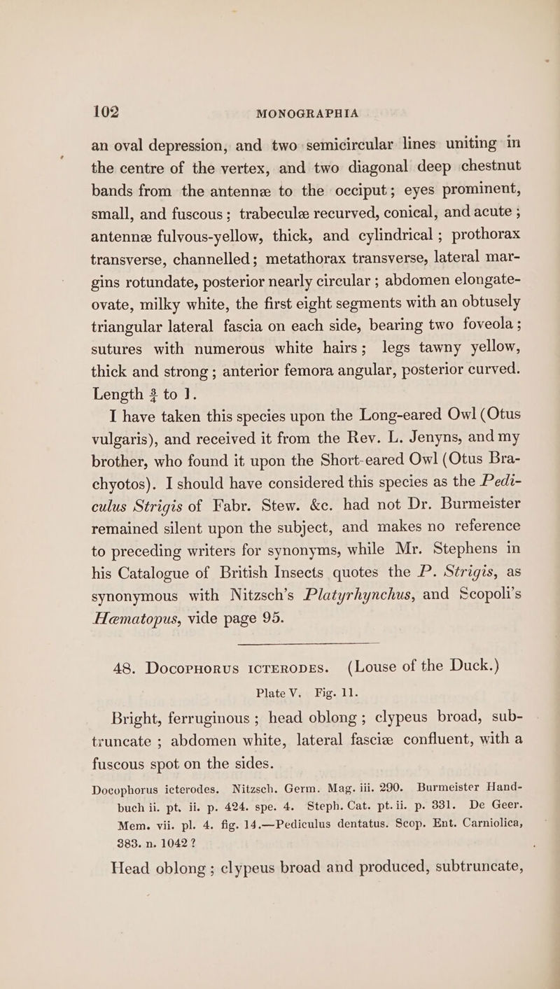 an oval depression, and two semicircular lines uniting in the centre of the vertex, and two diagonal deep chestnut bands from the antenne to the occiput; eyes prominent, small, and fuscous; trabecule recurved, conical, and acute ; antennz fulvous-yellow, thick, and cylindrical ; prothorax transverse, channelled; metathorax transverse, lateral mar- gins rotundate, posterior nearly circular ; abdomen elongate- ovate, milky white, the first eight segments with an obtusely triangular lateral fascia on each side, bearing two foveola ; sutures with numerous white hairs; legs tawny yellow, thick and strong ; anterior femora angular, posterior curved. Length 2 to J. I have taken this species upon the Long-eared Owl (Otus vulgaris), and received it from the Rev. L. Jenyns, and my brother, who found it upon the Short-eared Owl (Otus Bra- chyotos). I should have considered this species as the Pedi- culus Strigis of Fabr. Stew. &amp;c. had not Dr. Burmeister remained silent upon the subject, and makes no reference to preceding writers for synonyms, while Mr. Stephens in his Catalogue of British Insects quotes the P. Strigis, as synonymous with Nitzsch’s Platyrhynchus, and Scopoli’s Hematopus, vide page 95. 48. Docoryorus icreropEs. (Louse of the Duck.) Plate V. Fig. 11. Bright, ferruginous ; head oblong ; clypeus broad, sub- truncate ; abdomen white, lateral fascize confluent, with a fuscous spot on the sides. Docophorus icterodes. Nitzsch. Germ. Mag. iii. 290. Burmeister Hand- puch ii. pt. ii. p. 424. spe. 4. Steph. Cat. pt.ii. p. 3831. De Geer. Mem. vii. pl. 4. fig. 14.—Pediculus dentatus. Scop. Ent. Carniolica, 383. n. 1042? Head oblong ; clypeus broad and produced, subtruncate,