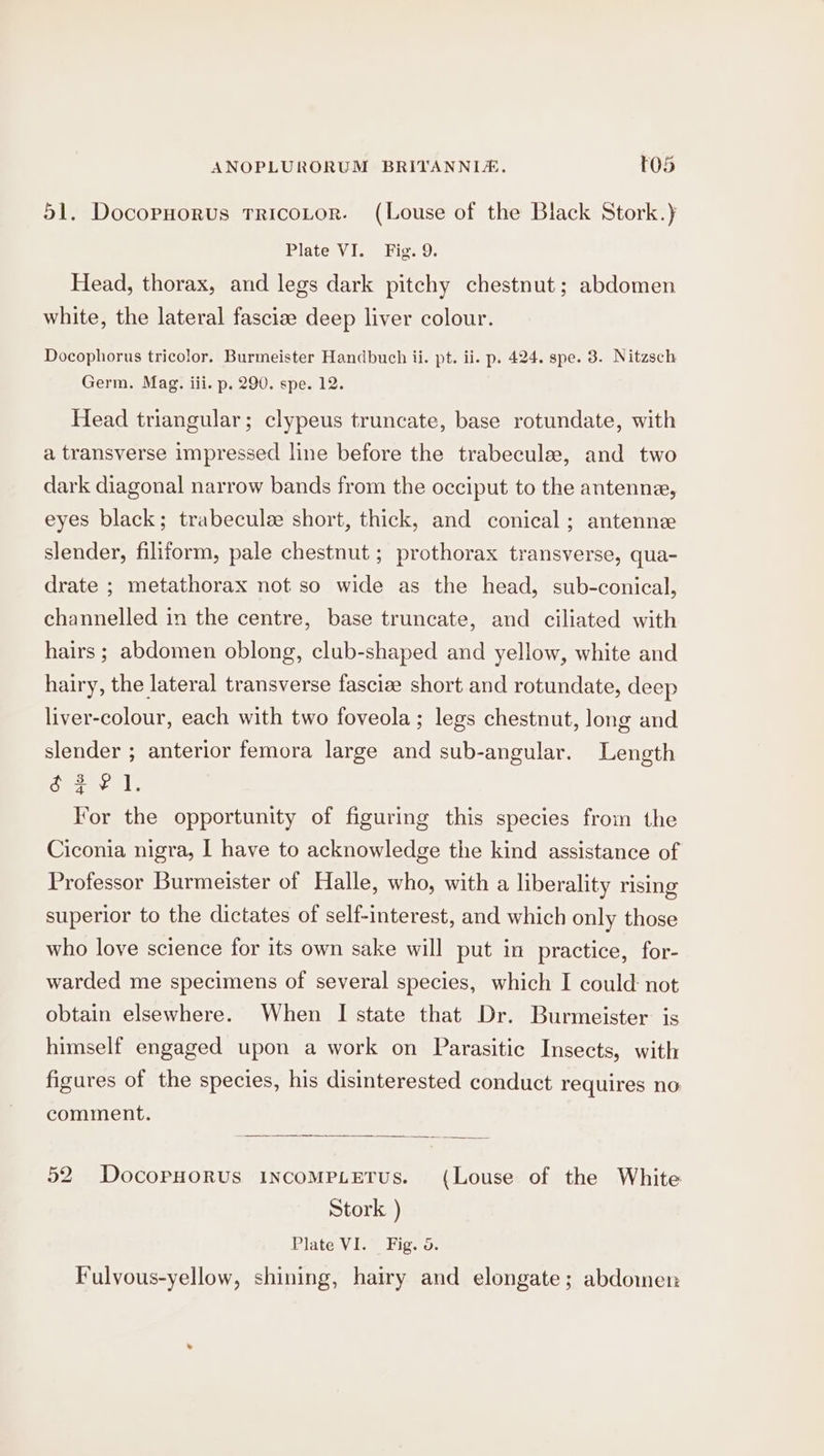 51. Docopuorus Tricotor. (Louse of the Black Stork.) Plate Vis” Fig. 9; Head, thorax, and legs dark pitchy chestnut; abdomen white, the lateral fascize deep liver colour. Docophorus tricolor. Burmeister Handbuch ii. pt. ii. p. 424. spe. 3. Nitzsch Germ. Mag. iii. p. 290. spe. 12. Head triangular; clypeus truncate, base rotundate, with a transverse impressed line before the trabeculee, and two dark diagonal narrow bands from the occiput to the antenne, eyes black; trabeculee short, thick, and conical; antenne slender, filiform, pale chestnut ; prothorax transverse, qua- drate ; metathorax not so wide as the head, sub-conical, channelled in the centre, base truncate, and ciliated with hairs ; abdomen oblong, club-shaped and yellow, white and hairy, the lateral transverse fasciee short and rotundate, deep liver-colour, each with two foveola; legs chestnut, long and slender ; anterior femora large and sub-angular. Length é22 i. For the opportunity of figuring this species from the Ciconia nigra, I have to acknowledge the kind assistance of Professor Burmeister of Halle, who, with a liberality rising superior to the dictates of self-interest, and which only those who love science for its own sake will put in practice, for- warded me specimens of several species, which I could: not obtain elsewhere. When I state that Dr. Burmeister is himself engaged upon a work on Parasitic Insects, with figures of the species, his disinterested conduct requires no comment. 52 DocopHorus incomMpietus. (Louse of the White Stork ) Plate VI. Fig. 5. Fulvous-yellow, shining, hairy and elongate; abdomen