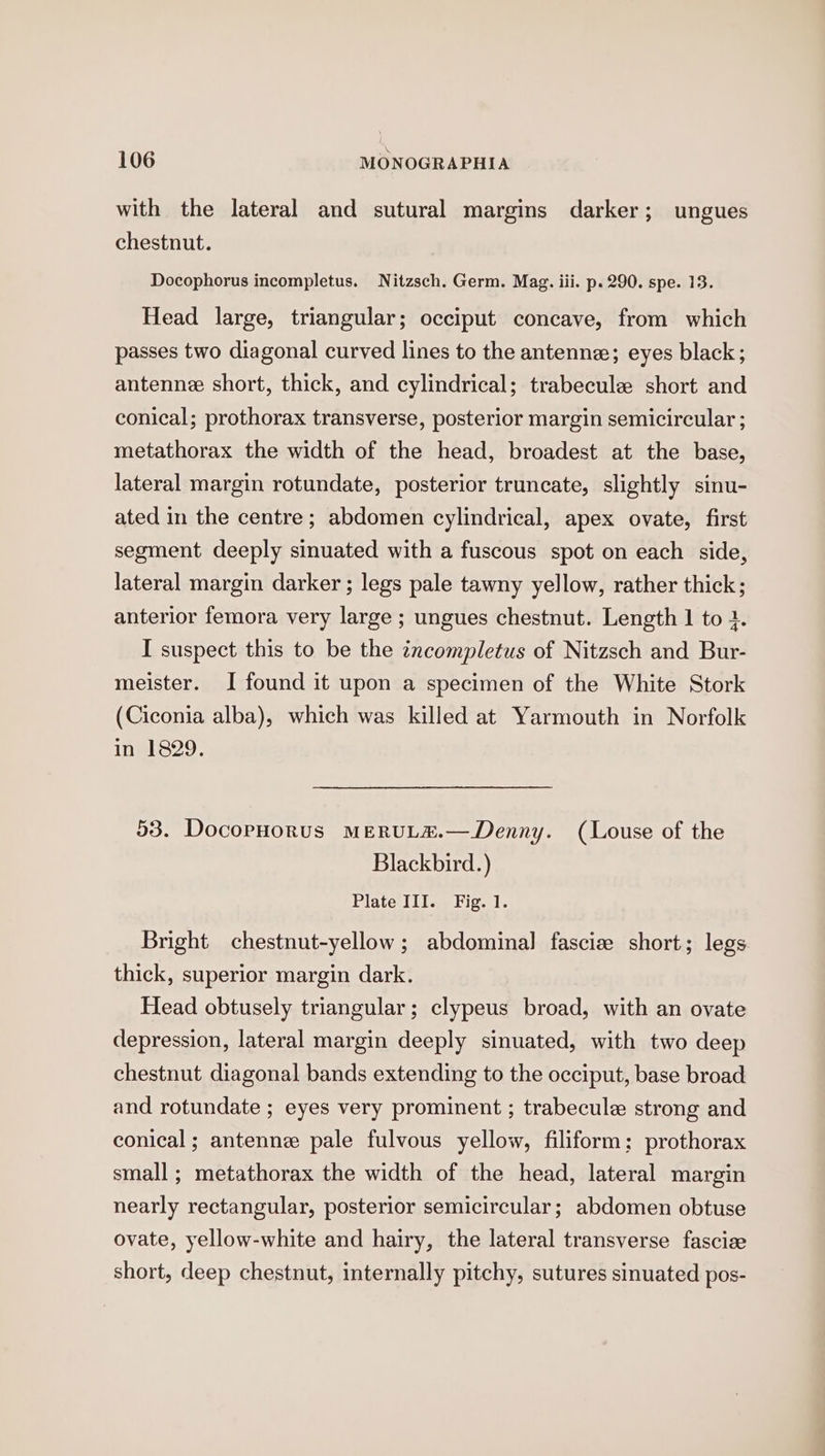 with the lateral and sutural margins darker; ungues chestnut. Docophorus incompletus. Nitzsch. Germ. Mag. iii. p. 290. spe. 13. Head large, triangular; occiput concave, from which passes two diagonal curved lines to the antenne; eyes black; antenne short, thick, and cylindrical; trabecule short and conical; prothorax transverse, posterior margin semicircular ; metathorax the width of the head, broadest at the base, lateral margin rotundate, posterior truncate, slightly sinu- ated in the centre; abdomen cylindrical, apex ovate, first segment deeply sinuated with a fuscous spot on each side, lateral margin darker ; legs pale tawny yellow, rather thick; anterior femora very large ; ungues chestnut. Length 1 to 1. I suspect this to be the incompletus of Nitzsch and Bur- meister. I found it upon a specimen of the White Stork (Ciconia alba), which was killed at Yarmouth in Norfolk in 1829. 53. DocopHorus MERULE.—Denny. (Louse of the Blackbird.) Plate III. Fig. 1. Bright chestnut-yellow ; abdominal fascize short; legs. thick, superior margin dark. Head obtusely triangular; clypeus broad, with an ovate depression, lateral margin deeply sinuated, with two deep chestnut diagonal bands extending to the occiput, base broad and rotundate ; eyes very prominent ; trabecule strong and conical; antenne pale fulvous yellow, filiform; prothorax small ; metathorax the width of the head, lateral margin nearly rectangular, posterior semicircular; abdomen obtuse ovate, yellow-white and hairy, the lateral transverse fascize short, deep chestnut, internally pitchy, sutures sinuated pos-