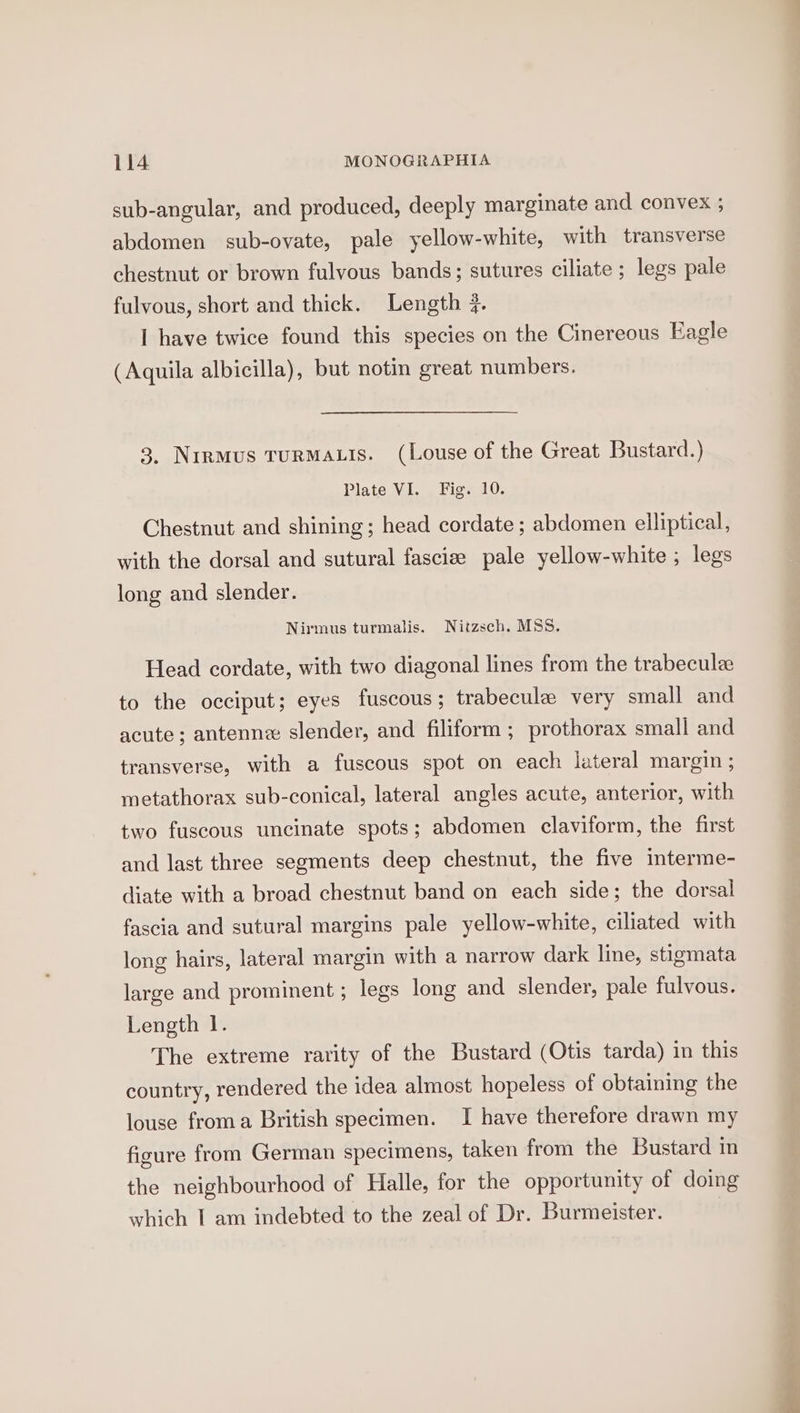 sub-angular, and produced, deeply marginate and convex ; abdomen sub-ovate, pale yellow-white, with transverse chestnut or brown fulvous bands; sutures ciliate ; legs pale fulvous, short and thick. Length 4. I have twice found this species on the Cinereous Eagle (Aquila albicilla), but notin great numbers. 3. Nirmus TurMALIS. (Louse of the Great Bustard.) Plate VI. Fig. 10. Chestnut and shining; head cordate ; abdomen elliptical, with the dorsal and sutural fasciee pale yellow-white ; legs long and slender. Nirmus turmalis. Nitzsch. MSS. Head cordate, with two diagonal lines from the trabeculee to the occiput; eyes fuscous ; trabecule very small and acute; antenne slender, and filiform ; prothorax small and transverse, with a fuscous spot on each lateral margin ; metathorax sub-conical, lateral angles acute, anterior, with two fuscous uncinate spots; abdomen claviform, the first and last three segments deep chestnut, the five interme- diate with a broad chestnut band on each side; the dorsal fascia and sutural margins pale yellow-white, ciliated with long hairs, lateral margin with a narrow dark line, stigmata large and prominent ; legs long and slender, pale fulvous. Length 1. The extreme rarity of the Bustard (Otis tarda) in this country, rendered the idea almost hopeless of obtaining the louse froma British specimen. I have therefore drawn my figure from German specimens, taken from the Bustard in the neighbourhood of Halle, for the opportunity of doing which I am indebted to the zeal of Dr. Burmeister.