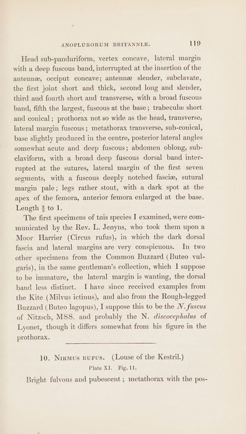 Head sub-panduriform, vertex concave, lateral margin with a deep fuscous band, interrupted at the insertion of the antennee, occiput concave; antenne slender, subclavate, the first joint short and thick, second long and slender, third and fourth short and transverse, with a broad fuscous band, fifth the largest, fuscous at the base; trabeculz short and conical; prothorax not so wide as the head, transverse, lateral margin fuscous ; metathorax transverse, sub-conical, base slightly produced in the centre, posterior lateral angles somewhat acute and deep fuscous; abdomen oblong, sub- claviform, with a broad deep fuscous dorsal band inter- rupted at the sutures, lateral margin of the first seven segments, with a fuscous deeply notched fascize, sutural margin pale; legs rather stout, with a dark spot at the apex of the femora, anterior femora enlarged at the base. Length 2 to 1. The first specimens of tnis species I examined, were com- municated by the Rev. L. Jenyns, who took them upon a Moor Harrier (Circus rufus), in which the dark dorsal fascia and lateral margins are very conspicuous. In two other specimens from the Common Buzzard (Buteo vul- garis), in the same gentleman’s collection, which I suppose to be immature, the lateral margin is wanting, the dorsal band less distinct. Ihave since received examples from the Kite (Milvus ictinus), and also from the Rough-legged Buzzard (Buteo lagopus), I suppose this to be the WV. fuscus of Nitzsch, MSS. and probably the N. discocephalus of Lyonet, though it differs somewhat from his figure in the prothorax. 10. Nirmvus ruFus. (Louse of the Kestril.) Plate XI. Fig. 11. Bright fulvous and pubescent ; metathorax with the pos-