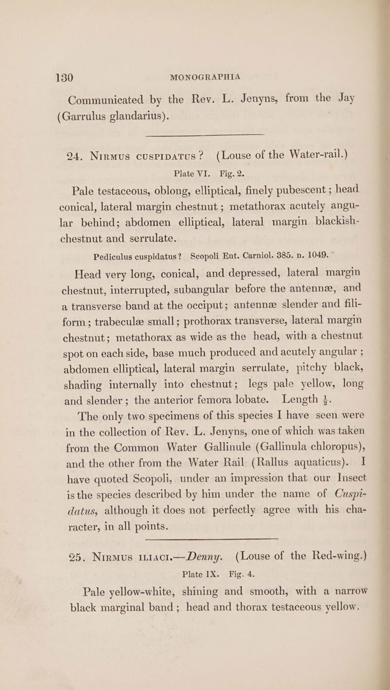 Communicated by the Rev. L. Jenyns, from the Jay (Garrulus glandarius). ) 24. Nirmus cuspipatus? (Louse of the Water-rail.) Plate VI. _ Fig. 2. Pale testaceous, oblong, elliptical, finely pubescent ; head conical, lateral margin chestnut ; metathorax acutely angu- lar behind; abdomen elliptical, lateral margin blackish- chestnut and serrulate. Pediculus cuspidatus? Scopoli Ent. Carniol. 385. n. 1049. ” Head very long, conical, and depressed, lateral margin chestnut, interrupted, subangular before the antenne, and a transverse band at the occiput; antennz slender and fili- form; trabeculee small ; prothorax transverse, lateral margin chestnut; metathorax as wide as the head, with a chestnut spot on each side, base much produced and acutely angular ; abdomen elliptical, lateral margin serrulate, pitchy black, shading internally into chestnut; legs pale yellow, long and slender ; the anterior femora lobate. Length 3. The only two specimens of this species I have seen were in the collection of Rev. L. Jenyns, one of which was taken from the Common Water Gallinule (Gallinula chloropus), and the other from the Water Rail (Rallus aquaticus). I have quoted Scopoli, under an impression that our Insect is the species described by him under the name of Cuspi- datus, although it does not perfectly agree with his cha- racter, in all points. 25. Nirmus in1act.—Denny. (Louse of the Red-wing.) Plate IX. Fig. 4. Pale yellow-white, shining and smooth, with a narrow black marginal band ; head and thorax testaceous yellow.