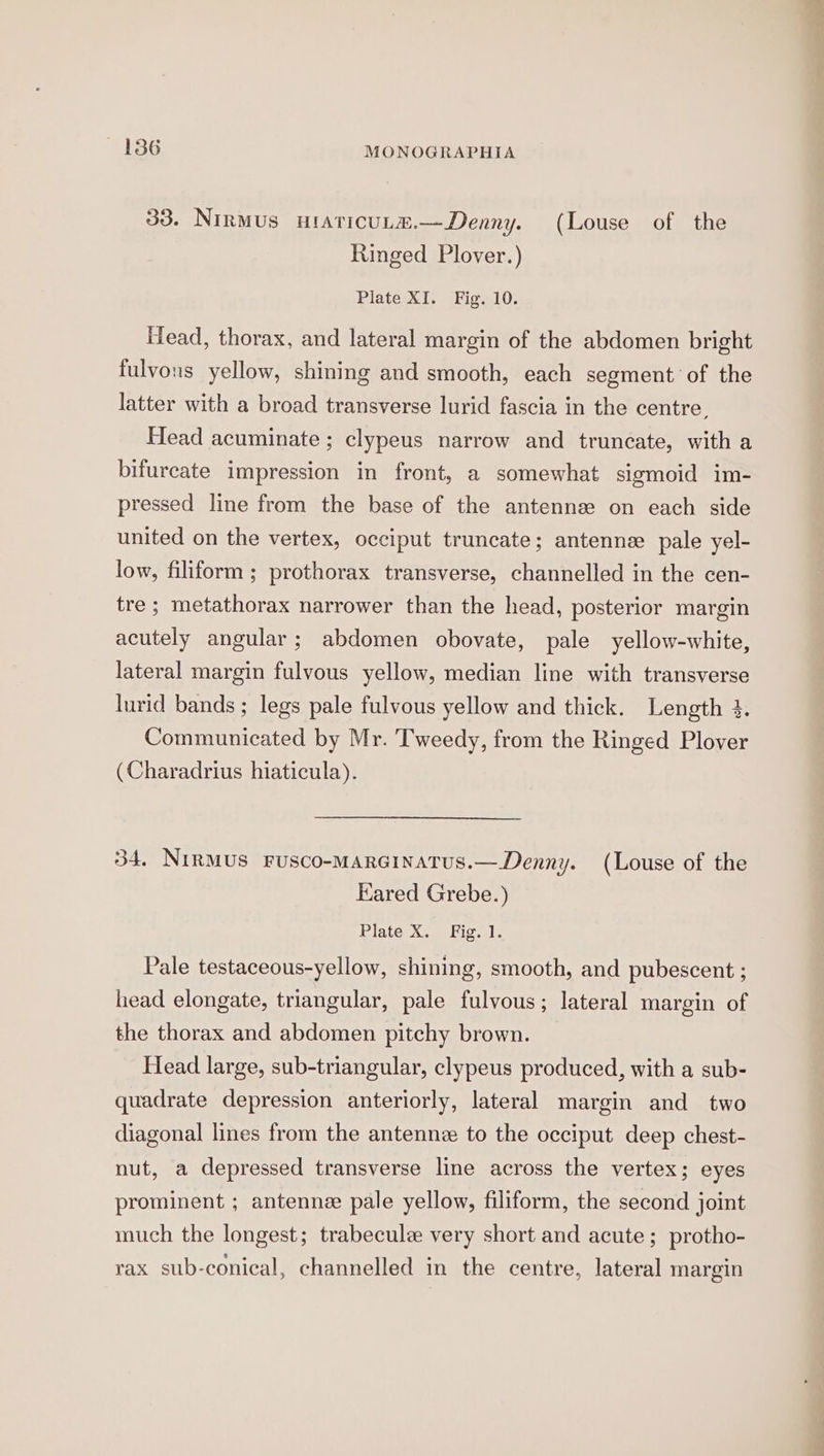 33. Ninmus uiaticuLm.—Denny. (Louse of the Ringed Plover.) Plate XI. Fig. 10. [ead, thorax, and lateral margin of the abdomen bright fulvons yellow, shining and smooth, each segment of the latter with a broad transverse lurid fascia in the centre, Head acuminate ; clypeus narrow and truncate, with a bifurcate impression in front, a somewhat sigmoid im- pressed line from the base of the antennze on each side united on the vertex, occiput truncate; antenne pale yel- low, filiform ; prothorax transverse, channelled in the cen- tre ; metathorax narrower than the head, posterior margin acutely angular; abdomen obovate, pale yellow-white, lateral margin fulvous yellow, median line with transverse lurid bands ; legs pale fulvous yellow and thick. Length 3. Communicated by Mr. Tweedy, from the Ringed Plover (Charadrius hiaticula). 34, NIRMUS FUSCO-MARGINATUS.—Denny. (Louse of the Kared Grebe.) Plate X. Fig. 1. Pale testaceous-yellow, shining, smooth, and pubescent ; head elongate, triangular, pale fulvous; lateral margin of the thorax and abdomen pitchy brown. Head large, sub-triangular, clypeus produced, with a sub- quadrate depression anteriorly, lateral margin and two diagonal lines from the antennz to the occiput deep chest- nut, a depressed transverse line across the vertex; eyes prominent ; antenne pale yellow, filiform, the second joint much the longest; trabecule very short and acute; protho- rax sub-conical, channelled in the centre, lateral margin