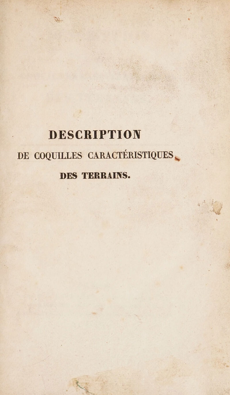 DESCRIPTION DE COQUILLES CARACTÉRISTIQUES,, DES TERRAINS.