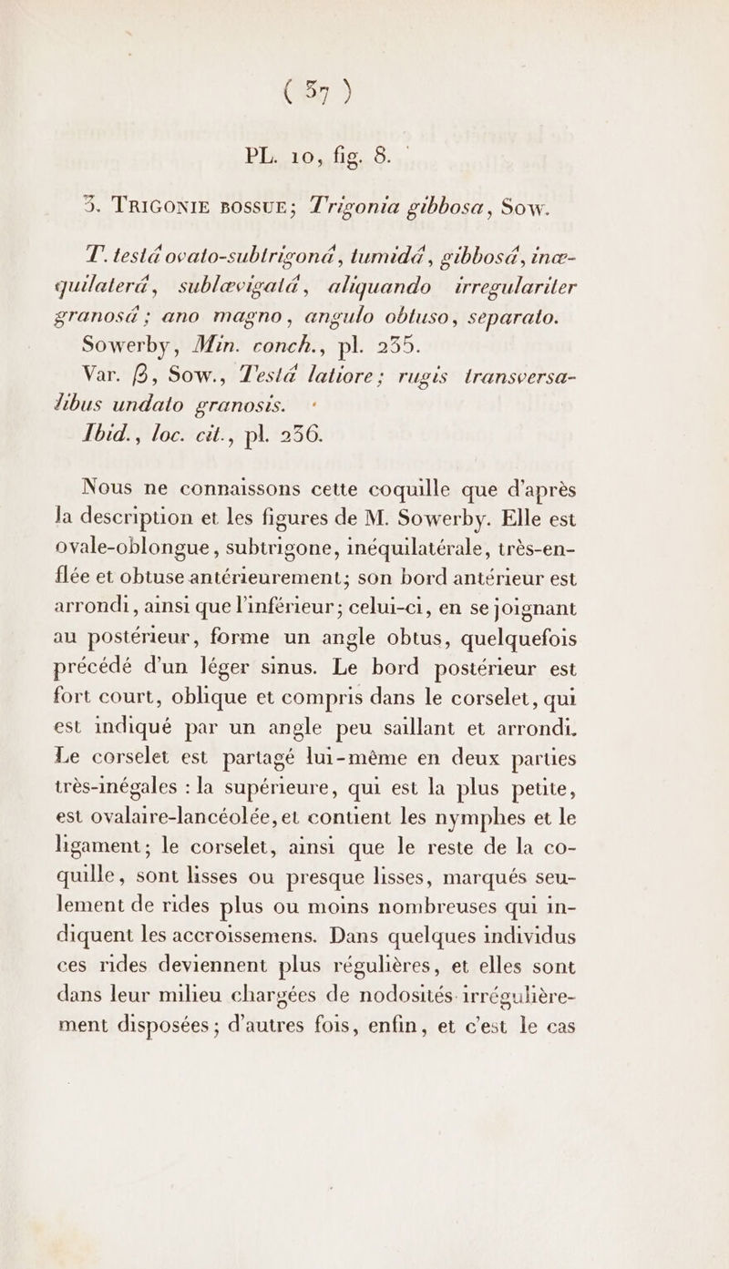 (Er) BG (es. 3. TRIGONIE BOSSUE; T'rigonia gibbosa, Sow. T' testé ovato-subtrigond, tumidé, gibbosé, inæ- quilateré&amp;, sublævigal&amp;, aliquando irregulariter granosé ; ano magno, angulo obtuso, separato. Sowerby, Min. conch., pl. 255. Var. B, Sow., Tesl&amp; latiore; rugis transversa- libus undato granosts. Tbid., loc. cit., pl. 256. Nous ne connaissons cette coquille que d’après la description et Les figures de M. Sowerby. Elle est ovale-oblongue, subtrigone, inéquilatérale, très-en- flée et obtuse antérieurement; son bord antérieur est arrondi, ainsi que l'inférieur ; celui-ci, en se joignant au postérieur, forme un angle obtus, quelquefois précédé d’un léger sinus. Le bord postérieur est fort court, oblique et compris dans le corselet, qui est indiqué par un angle peu saillant et arrondi Le corselet est partagé lui-même en deux parues très-inégales : la supérieure, qui est la plus petite, est ovalaire-lancéolée, et contient les nymphes et le ligament ; le corselet, ainsi que le reste de la co- quille, sont lisses ou presque lisses, marqués seu- lement de rides plus ou moins nombreuses qui 1in- diquent les accroissemens. Dans quelques individus ces rides deviennent plus régulières, et elles sont dans leur milieu chargées de nodosités:irrégulière- ment disposées ; d'autres fois, enfin, et c’est le cas