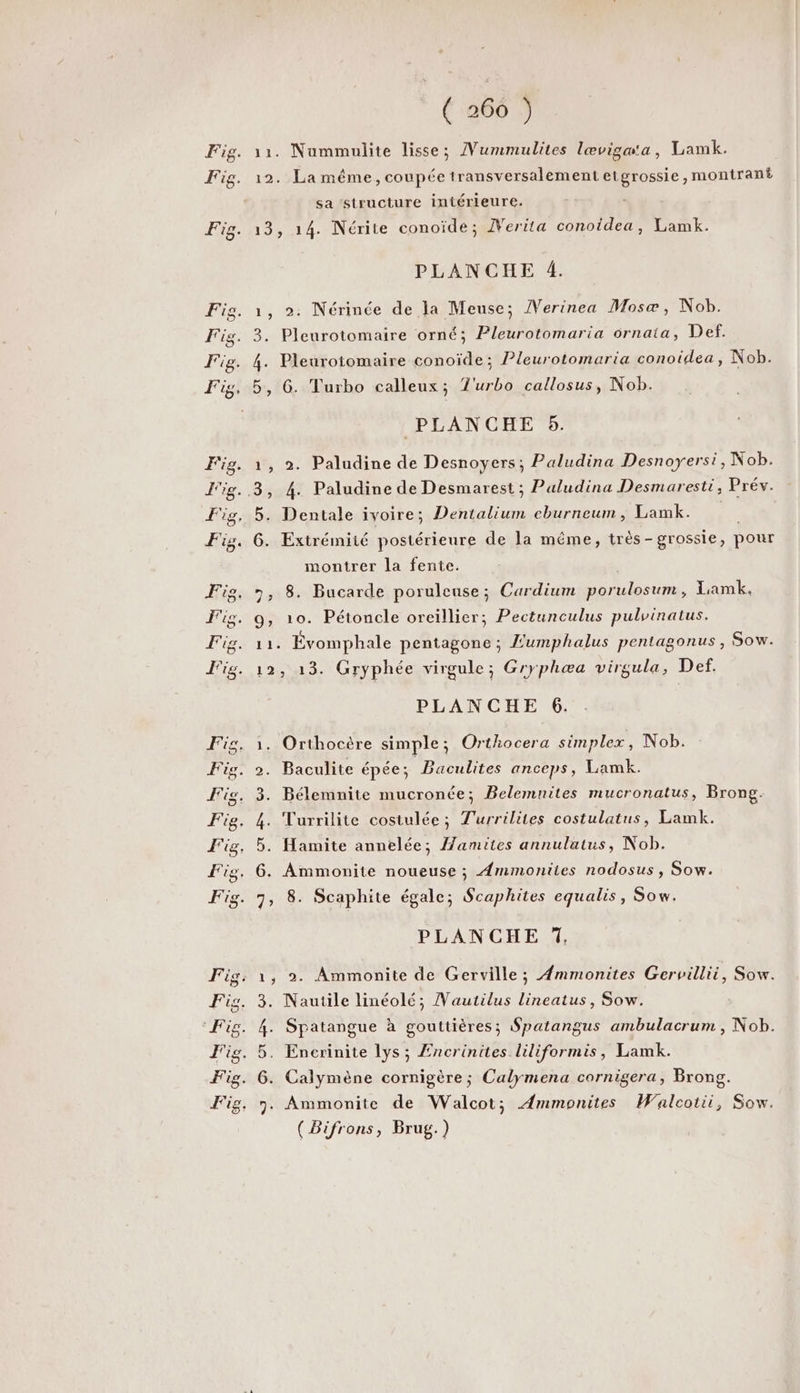 Fig. Fig. ( 260 ) 11. Nummulite lisse; ]Vummulites lœvigæ'a, Lamk. 12. La même, coupée transversaléement etgrossie, montrant sa structure intérieure. 13, 14. Nérite conoïde; Werita conoidea, Lamk. PLANCHE 4. 1, 2. Nérinée de la Meuse; ÂVerinea Mosæ, Nob. 3. Pleurotomaire orné; Pleurotomaria ornata, Def. 4. Pleurotomaire conoïde; Pleurotomaria conoidea, Nob. 5, G. Turbo calleux; T'urbo callosus, Nob. PLANCHE 5. 1, 2. Paludine de Desnoyers; Paludina Desnoyersi, Nob. 5. Dentale ivoire; Dentalium eburneum, Lamk. 6. Extrémité postérieure de la méme, très- grossie, pour montrer la fente. 7, 8. Bucarde poruleuse; Cardium porulosum, Lamk. 9, 10. Pétoncle oreillier; Pectunculus pulvinatus. &amp; 3 11. Évomphale pentagone; Æumphalus pentagonus, Sow. 12, 13. Gryphée virgule ; Gryphæa virgula, Def. PLANCHE 6. Orthocère simple; Orthocera simplex, Nob. 2. Baculite épée; Baculites anceps , Lamk. 3. Bélemnite mucronée; Belemnites mucronatus, Brong. 4. Turrilite costulée; Turrilites costulatus, Lamk. 5. Hamite annelée, //amites annulatus, Nob. 6. Ammonite noueuse ; Ammonites nodosus , Sow. 7, 8. Scaphite égale; Scaphites equalis, Sow. PLANCHE 7, ; 2. Ammonite de Gerville ; Æmmonites Gervillii, Sow. . Nautile linéolé; Nautilus lineatus, Sow. . Spatangue à gouttières; Spatangus ambulacrum , Nob. . Encrinite lys; Æncrinites liliformis, Lamk. . Calymène cornigère ; Calymena cornigera, Brong. . Ammonite de Walcot; Æmmonites Walcotii, Sow. (Bifrons, Brug.) JON © #