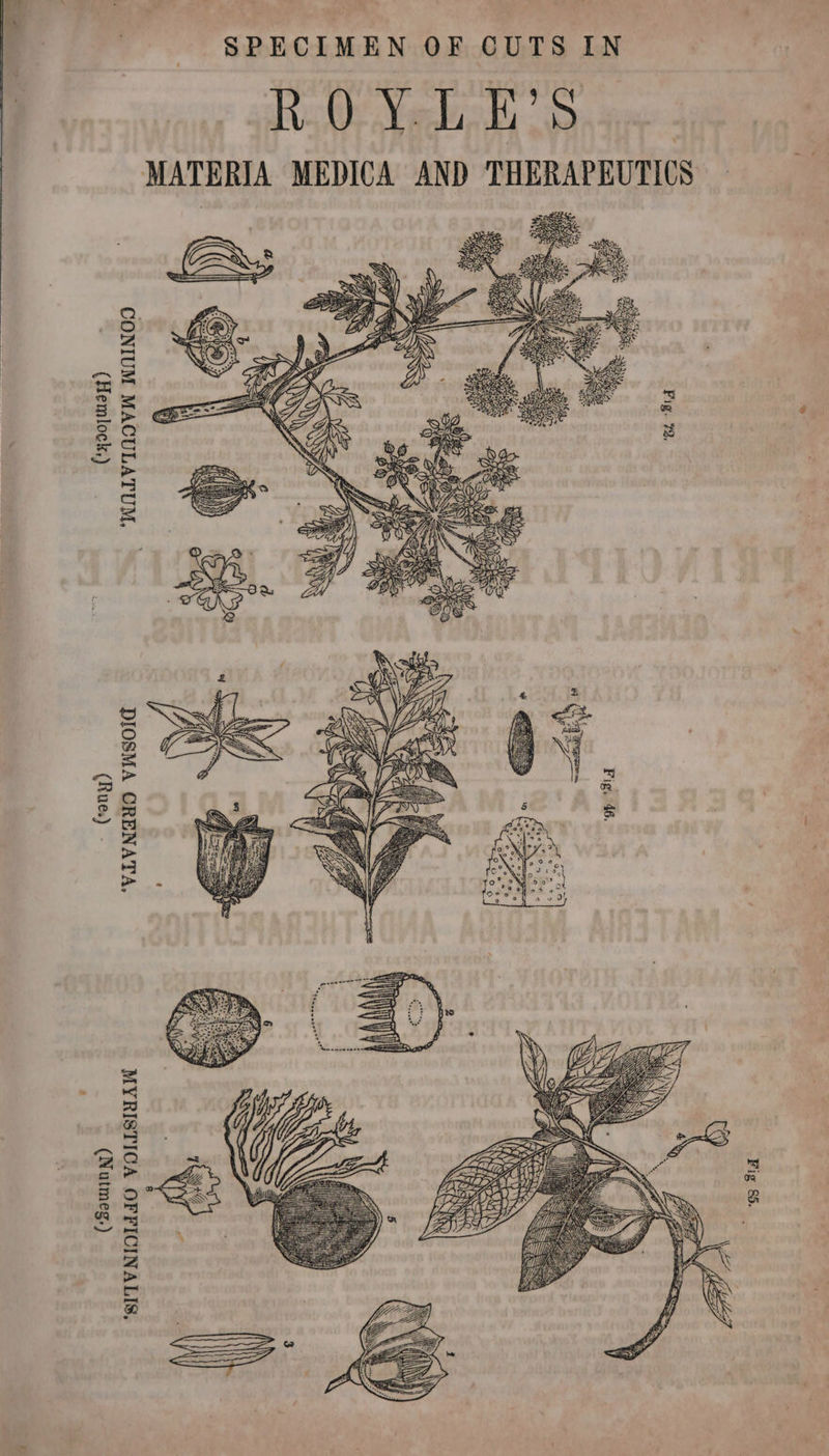 SPECIMEN OF CUTS IN ROYVLE’S MATERIA MEDICA AND THERAPEUTICS ex (Dj H) FON, tS GS CONIUM MACULATUM, (Hemlock,) DIOSMA CRENATA, (Rues) 8 MYRISTICA OFFICINALIS, (Nutmeg,)