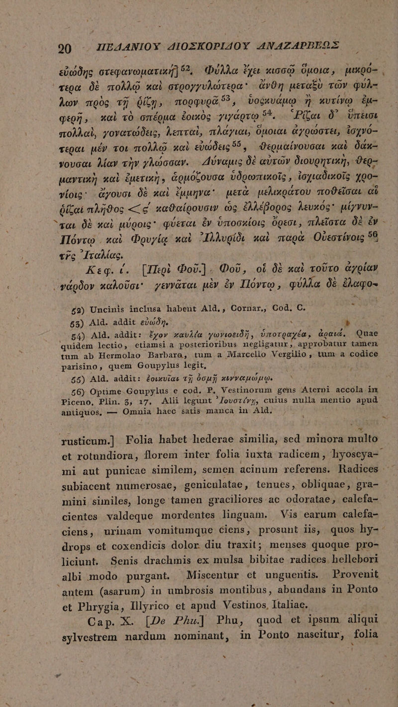 vd εὐώδης στεφανωματική] 23, Φύλλα ἔχει κισσῷ ὅμοια, μικρό- vta δὲ πολλῷ καὶ στρογγυλώτερα ἄνϑη μεταξὺ τῶν φύλ- φερῆ, καὶ τὸ σπέρμα ἐοικὸς γιγάρτῳ “2, “Ρίζαι δ᾽ ὕπεισι πολλαὶ, γονατώδεις, λεπταὶ, πλάγιαι; ὅμοιαι ἀγρώστει, ἰσχνό-- τεραι μέν τοι πολλῷ καὶ εὐώδεις ὅὅ, ϑερμαίνουσαι wai δάκ- γουσαι λίαν τὴν γχώσσαν. Δύναμις δὲ αὐτῶν διουρητικὴ, ϑερ-- μαντικὴ καὶ ἐμετικὴ. ἁρμόζουσα ὑδρωπικοῖς, ἰσχιαδικοῖς χρο-- γίοις: ἄγουσι δὲ καὶ ἔμμηνα᾽ μετὰ μελικράτου ποϑεῖσαι αἵ ῥίζαι πλῆϑος «— ς΄ καϑαίρουσιν ὡς ἐλλέβορος λευκός μίγνυν-- ται δὲ καὶ μύροις φύεται ἐν ὑποσκίοις ὄρεσι, πλεῖστα δὲ ἐν Πόντῳ. καὶ Φρυγίᾳ καὶ ᾿Ιλλυρίδι καὶ παρὰ Οὐεστίνοις 90 «τς [ταλίας. | ) | Κεφ. (. [Περὶ dov.]. Φοῦ, oi δὲ καὶ τοῦτο ἀγρίαν vágov καλοῦσι γεννᾶται μὲν ἐν Πόντῳ, φύλλα δὲ ἔλαφο- ᾧ- £2) Uncinis inclusa habent Ald,, Cornar,, Cod. C. 55) Ald. addit εὐώδη, :  | 84) Ald. addit: ἔχον χαυλία γωγιοειδῆ, ὑποτραχέα, &amp;ocw. Quae quidem lectio, etiamsia posterioribus negligatur, approbatur tamen tum ab Hermolao Barbaro, tum a lMarcello Vergilio , tum a codice parisino, quem Goupylus legit, £5) Ald. addit: ἐοικυῖαν τῇ ὀσμῇ κιγγαμώμῳ. 56) Optime.Goupylus e cod. P, Vestinorum gens Aterni accola imx Piceno, Plin. 5, 17. Alii legunt '/ovozívy, cuius nulla mentio apud antiquos, — Omnia haec satis manca in Ald. ὶ δὴν ; t rusticum.] Folia habet hederae similia, sed minora multo subiacent numerosae, geniculatae, tenues, obliquae, gra- mini similes, longe tamen graciliores ac odoratae, calefa- cientes valdeque mordentes linguam. Vis earum calefa- , drops et coxendicis dolor diu traxit; menses quoque pro- liciunt. Senis drachmis ex mulsa bibitae radices. hellebori albi modo purgant. Miscentur et unguentis. Provenit et Phrygia, Illyrico et apud Vestinos, Italiae. Cap. X. [De Phu] Phu, quod et ipsum aliqui sylvestrem nardum nominant, in Ponto nascitur, folia ^