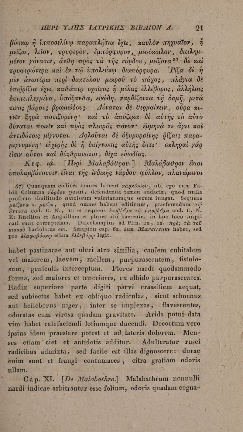 t ΠΈΡΙ YÁ4HEX ἸΑΤΡΙΚΗ͂Σ BIBAÁAION A. 21 - βόσκῳ ἢ ἱπποσελίνῳ παραπλήδια ἔχει, καυλὸν πηχυαῖον, ἢ μείζω, λεῖον, τρυφερὸν, ἐμπόρφυρον,. μεσόκοιλον,. διειλημ- “μένον γόνασιν, ἄνθη πρὸς “τὰ τῆς γάρδου, μείζονα 97 δὲ καὶ τρυφερώτερα καὶ ἐν τῷ folia fad διαπόρφυρα. Pita δὲ ἡ μὲν ἀνωτέρω περὶ δακτύλου μικροῦ τὸ πάχος, πλάγια δὲ ἐπιῤῥίζια ἔχει, καϑάπερ σχοῖνος ἢ μέλας ἐλλέβορος, ἀλλήλοις ἐπιπεπλεγμένα, ὑπόξανϑα, εὐώδη, ναρδίζοντα v1 ὀσμῇ, μετά τινος βάρους βρωμώδους. Δύναται δὲ θερμαίνειν, οὐρα κι- γεῖν ξηρὰ ποτιζομένη καὶ τὸ ἀπόζεμα δὲ αὐτῆς τὸ αὐτὸ ἀντιδότοις μίγνυται. Δολοῦται δὲ ὀξυμυρσίνης δίζαι ς My . 0 οξυμυρσίνης θίξαις παρᾶ- » ᾿ Lu ον E TS E] 4 μιγνυμένη εὐχερὴς δὲ ἡ ἐπίγνωσις αὐτῆς ἔστε σπληραὶ. γάρ - i3  ὟΣ εἶσιν αὗται καὶ δύςϑραυστοι, δίχα εὐωδίας. 4 M ^o , Κεφ. ιὰ. [Περὶ Μαλαβάϑρου.] ΙῬαλάβαϑρον ἔνιοι Ὁ L4 ον ἢ d EJ ^M 7 7 / ὑπολαμβάνουσιν. εἶναι τῆς ἰνδικῆς νάρδου φύλλον, πλανώμενοι 67) Quanquam codices omnes habent veoxíooov, ubi ego cum Fa- bio Columna végóov posui, defendenda tamen audacia, quod nulla profecto similitudo narxcissum valerianamque secum iungat. Sequens μείζονα s. μείζω, quod omnes habent editiones, Sraeferendird τῷ ἥττονα cod. C. N., ut et sequens ἐπιιῤῥίζια τῷ ὑποῤῥίζια cod. C. N. Et Ruellius et Anguillara et plures alii haerentes in hoc loco suspi- cati sunt corruptelam. | Dalechampius ad Plin. 12, 19. πρὸς τὰ τοῦ χκισσοῦ hariolatus est. Serapion cap. 62. iam JMarciscums habet, sed pro ἐλαφοβόσκῳ etiam ἐλλεβόρῳ legit. habet pastinacae aut oleri atro similia, caulem cubitalem vel maiorem, laevem, mollem, purpurascentem, fistulo- sum; geniculis intereeptum. . Flores nardi quodammodo forma, sed maiores et teneriores, ex albido purpurascentes. Radix superiore parte digiti parvi «crassitiem aequat, sed subiectas habet ex obliquo radiculas, . sicut schoenus aut helleborus niger, inter se implexas, flavescentes, odoratas cum virosa quadam gravitate. ^ Arida potui- data vim habet calefaciendi lotiumque ducendi. Decoctum vero ipsius idem praestare potest et ad lateris dolorem. | Men- ses etiam ciet et antidotis additur. Adulteratur rusci radicibus admixta, sed facile est illas dignoscere: durae enim sunt. et frangi contumaces , citra gratiam odoris ullam. Ih. SH Yr | Cap. ΧΙ. [De Malabathro.] Malabathrum nonnulli nardi indicae arbitrantur esse folium, odoris quadam cogna- *
