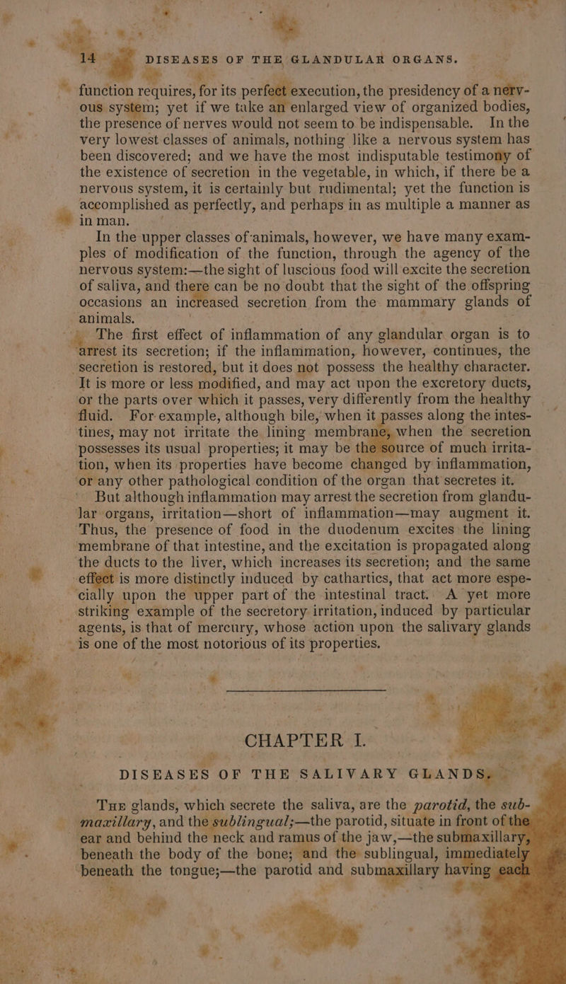 al e ; oN } ks *&amp; : i hing ; » Ph 7. ae DISEASES OF THE GLANDULAR ORGANS. ei ~~ function requires, for its perfe execution, the presidency of a rid ous system; yet if we take an enlarged view of organized bodies, the presence of nerves would not seem to be indispensable. In the ite very lowest classes of animals, nothing like a nervous system has been discovered; and we have the most indisputable testimony of the existence of secretion in the vegetable, in which, if there be a nervous system, it is certainly but rudimental; yet the function is accomplished as perfectly, and perhaps in as multiple a manner as in man. In the upper classes of animals, however, we have many exam- ples of modification of the function, through the agency of the nervous system:—the sight of luscious food will excite the secretion of saliva, and there can be no doubt that the sight of the. offspring occasions an ineteased secretion from the mammary glands of animals. The first effect of inflammation of any glandular organ is to “arrest its secretion; if the inflammation, however, continues, the “secretion is restored, but it does not possess the healthy character. It is more or less modified, and may act upon the excretory ducts, or the parts over which it passes, very differently from the healthy fluid. For example, although bile, when it passes along the intes- tines, may not irritate the lining membrane, when the secretion , possesses its usual properties; it may be t urce of much irrita- ‘tion, when its properties have become changed by inflammation, ie ‘or any other pathological condition of the organ that secretes it. ' But although inflammation may arrest the secretion from glandu- Jar organs, irritation—short of inflammation—may augment it. ‘Thus, the presence of food in the duodenum excites the lining membrane of that intestine, and the excitation is propagated along the ducts to the liver, which increases its secretion; and the same i effect is more distinctly induced by cathartics, that act more espe- cially upon the upper part of the intestinal tract.. A yet more striking example of the secretory irritation, induced by particular agents, is that of mercury, whose action upon the salivary glands _ is one of the most notorious of its eyprOpenies, CHAPTER i DISEASES OF THE SALIVARY GLANDS, Tue glands, which secrete the saliva, are the rarot the wid | maxillary, and the sublingual; aerate parotid, situate in f mnt of t ~ ear and behind the neck and ramus of the jaw,—the su i ala beneath the body of the bone; — and the sublingual, ir “beneath the tongue;—the parotid and subaaaenery ha ae By \ ig AB rf ai PS , a At al + ¥: iy + ' #