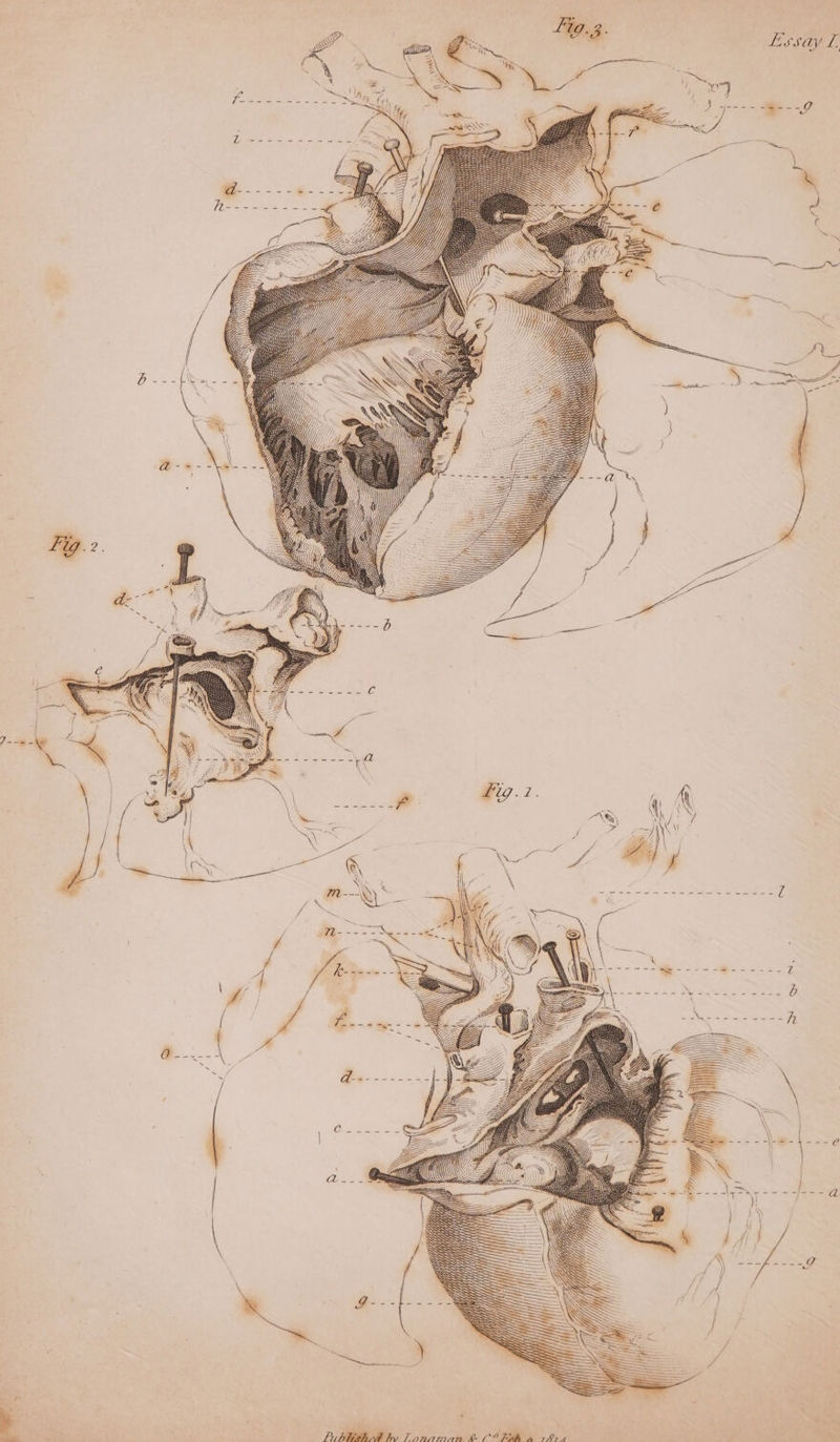 Lis say L£, “| { / va