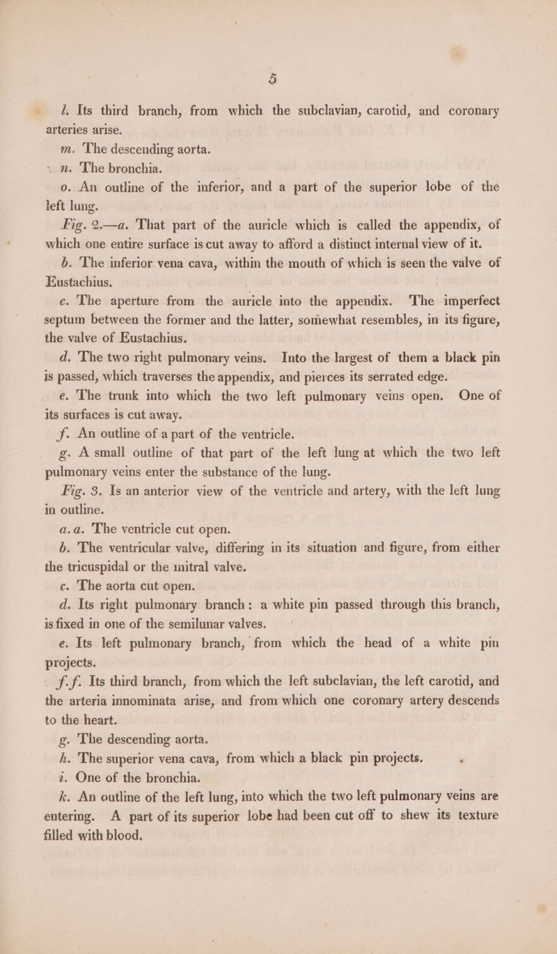 % i. Its third branch, from which the subclavian, carotid, and coronary arteries arise. m. he descending aorta. - m. ‘The bronchia. o. An outline of the inferior, and a part of the superior lobe of the left lung. fig. 2.—a. That part of the auricle which is called the appendix, of which one entire surface is cut away to afford a distinct internal view of it. b. The inferior vena cava, within the mouth of which is seen the valve of Eustachius. ce. The aperture from the auricle into the appendix. The imperfect septum between the former and the latter, somewhat resembles, in its figure, the valve of Eustachius. d. 'The two right pulmonary veins. Into the largest of them a black pin is passed, which traverses the appendix, and pierces its serrated edge. e. The trunk into which the two left pulmonary veins open. One of its surfaces is cut away. f. An outline of a part of the ventricle. g. Asmall outline of that part of the left lung at which the two left pulmonary veins enter the substance of the lung. Fig. 8. Is an anterior view of the ventricle and artery, with the left lung in outline. a.a. The ventricle cut open. 6. The ventricular valve, differing in its situation and figure, from either the tricuspidal or the mitral valve. c. The aorta cut open. d. Its right pulmonary branch: a white pin passed through this branch, is fixed in one of the semilunar valves. e. Its left pulmonary branch, from which the head of a white pin projects. ff. Its third branch, from which the left subclavian, the left carotid, and the arteria innominata arise, and from which one coronary artery descends to the heart. , | g. The descending aorta. h. The superior vena cava, from which a black pin projects. ‘ a. One of the bronchia. k. An outline of the left lung, into which the two left pulmonary veins are entering. A part of its superior lobe had been cut off to shew its texture filled with blood.