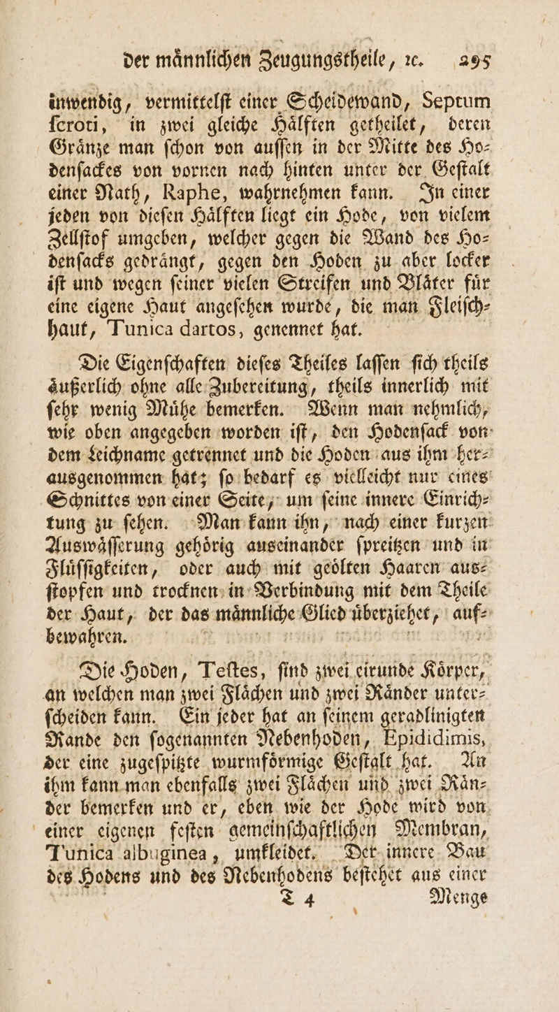 inwendig, „ vermittelſt einer Scheidewand, Septum ſcroti, in zwei gleiche Hälften getheilet, deren Graͤnze man ſchon von auffen in der Mitte des Ho⸗ denſackes von vornen nach hinten unter der Geſtalt einer Nath, Raphe, wahrnehmen kann. In einer jeden von dieſen Haͤlften liegt ein Hode, von vielem Zellſtof umgeben, welcher gegen die Wand des Ho⸗ denſacks gedrängt, gegen den Hoden zu aber locker iſt und wegen ſeiner vielen Streifen und Blaͤter für eine eigene Haut angeſehen wurde, die man Fleiſch⸗ haut, Tunica dartos, genennet hat. Die Eigenſchaften dieſes Theiles laſſen ſich theils aͤußerlich ohne alle Zubereitung, theils innerlich mit ſehr wenig Muͤhe bemerken. Wenn man nehmlich, wie oben angegeben worden iſt, den Hodenſack von dem Leichname getrennet und die Hoden aus ihm her⸗ ausgenommen hat; ſo bedarf es vielleicht nur eines Schnittes von einer Seite, um ſeine innere Einrich⸗ tung zu ſehen. Man kann ihn, nach einer kurzen Auswaͤſſerung gehoͤrig auseinander ſpreitzen und in Fluͤſſigkeiten, oder auch mit geölten Haaren aus⸗ ſtopfen und trocknen in Verbindung mit dem Theile der Haut, der das 1 le ns ; jez bewahren. Die Hoden, Teſtes, ſind z wei eirunde Koͤrper, an welchen man zwei Flaͤchen und zwei Raͤnder unter⸗ ſcheiden kann. Ein jeder hat an ſeinem geradlinigten Rande den ſogenannten Nebenhoden, Epididimis, der eine zugeſpitzte wurmfoͤrmige Geſtalt hat. An ihm kann man ebenfalls zwei Flaͤchen und zwei Raͤn⸗ der bemerken und er, eben wie der Hode wird von einer eigenen feſten gemeinſchaftlichen Membran, Tunica albuginea, umkleidet. Der innere Bau des Hodens und des Nebenhodens beſtehet aus einer 4 Menge