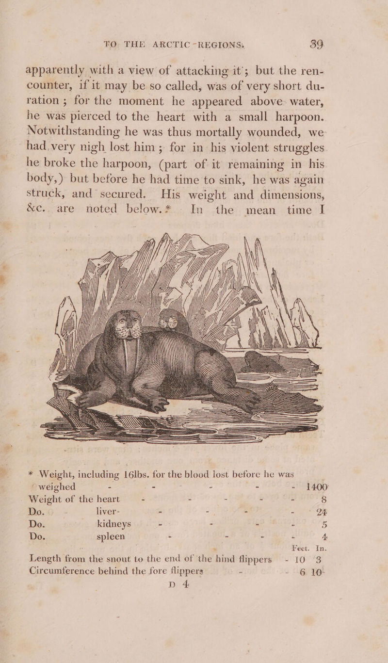 apparently with a view of attacking it’; but the ren- counter, if it may be so called, was of very short du- ration ; for the moment he appeared above. water, he was pierced to the heart with a small harpoon. Notwithstanding he was thus mortally wounded, we had.very nigh lost him ;- for in his violent struggles he broke the harpoon, (part of it remaining in his body,) but before he had time to sink, he was again struck, and secured. His weight and dimensions, &amp;c.. are noted below.* - In the mean time I a \ \\ i) \ ‘s\ \ \ v q \\ i oo * Weight, including 16lbs. for the blood lost before he was ~ weighed - - ' - - - 1400: - Weight of the heart : - - 3 are 8 Do. liver- = ae - Z D4. Do. kidneys ~ - “ 2 5 Do. spleen ‘ ~ a ‘ A : Feet. In. Length from the snout to the end of the hind flippers - 10 °3 Circumference behind the fore flippers - - 6 10 D 4