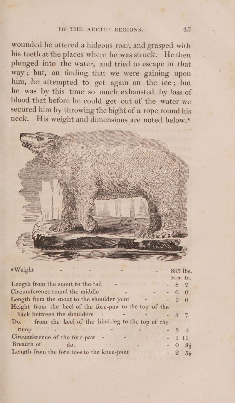 wounded he uttered a hideous roar, and grasped with . his teeth at the places where he was struck. He then plunged inte the water, and tried to escape in that _way; but, on finding that we were gaining upon him, he attempted to get again on the ice; but he was by this time so much exhausted by loss of blood that before he could get out of the water we secured him by throwing the bight of a rope round his neck. His weight and dimensions are noted below.* == ) ~ AN Tif) Vy, iL, Wi 4 ~ x Ss \\\ SS = . Y) = il ! \\ lah HK i Fe DT Ht = —— ea) Z aa Se ny, es WWeeht ~*~ - ~ - : - 895 Ibs. Feet. In. Length from the snout to the tail - - - 8 9 Circumference round the middle - - - 6 0O Length from the snout to the shoulder joint - and + eee Gy Height from the heel of the fore-paw to the top of the back between the shoulders’ - ~ - EGP ty Do. from the heel of the hind-leg to the top of the rump = ie = Ps - 8 Circumference of the fore-paw - ; i Bie oy Breadth of do. - - ~ | 0, ae Length from the fore-toes to the knee-joint - - 2 5s