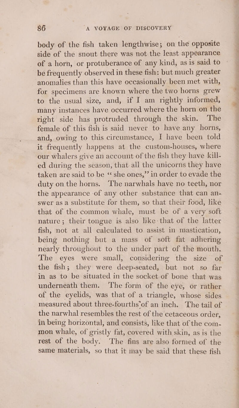 body of the fish taken lengthwise; on the opposite side of the snout there was not the least appearance _ of a horn, or protuberance of any kind, as is said to be frequently observed in these fish: but much greater anomalies than this have occasionally been met with, for specimens are known where the two horns grew to the usual size, and, if I am rightly informed, many instances have occurred where the horn on the right side has protruded through the skin. ‘The female of this fish is said never to have any horns, and, owing to this circumstance, I have been told it frequently happens at the custom-houses, where our whalers give an account of the fish they have kill- ed during the season, that-all the unicorns they have taken are said to be “ she ones,’’ in order to evade the duty on the horns. ‘The narwhals have no teeth, nor the appearance of any other substance that can an- swer as a substitute for them, so that their food, like that of the common whale, must be of a very soft nature; their tongue is also like-that of the latter fish, not at all calculated to assist in mastication, being nothing but a mass of soft fat adhering nearly throughout to the under part of the mouth. The eyes were small, considering the size of the fish; they were deep-seated, but not so far in as to be situated in the socket of bone that was underneath them. The form of the eye, or rather of the eyelids, was that of a triangle, whose sides measured about three-fourths*of an inch. The tail of the narwhal resembles the rest of the cetaceous order, in being horizontal, and consists, like that of the com- mon whale, of gristly fat, covered with skin, as is the rest of the body. The fins are also formed of the same materials, so that it may be said that these fish