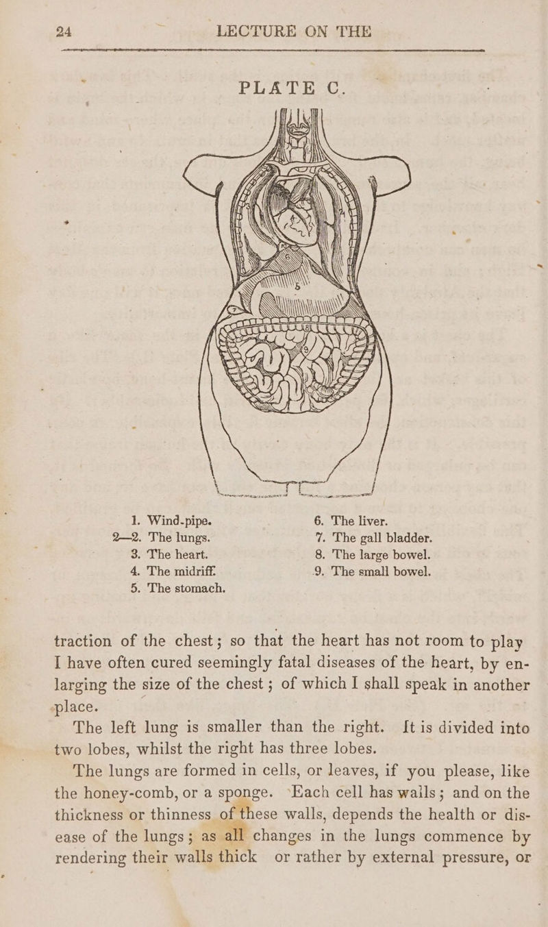 PLATE C. 4 j Ve eae ete [ES ae ae eee SS 1. Wind-pipe. 6. The liver. 2—2. The lungs. 7. The gall bladder. 3. The heart. 8. The large bowel. 4. The midriff: 9. The small bowel. 5. The stomach. traction of the chest; so that the heart has not room to play I have often cured seemingly fatal diseases of the heart, by en- larging the size of the chest ; of which I shall speak in another place. | The left lung is smaller than the right. It is divided into two lobes, whilst the right has three lobes. The lungs are formed in cells, or leaves, if you please, like the honey-comb, or a sponge. Each cell has wails; and on the thickness or thinness. of these walls, depends the health or dis- ease of the lungs ; acute changes in the lungs commence by rendering their walls thick or rather by external pressure, or