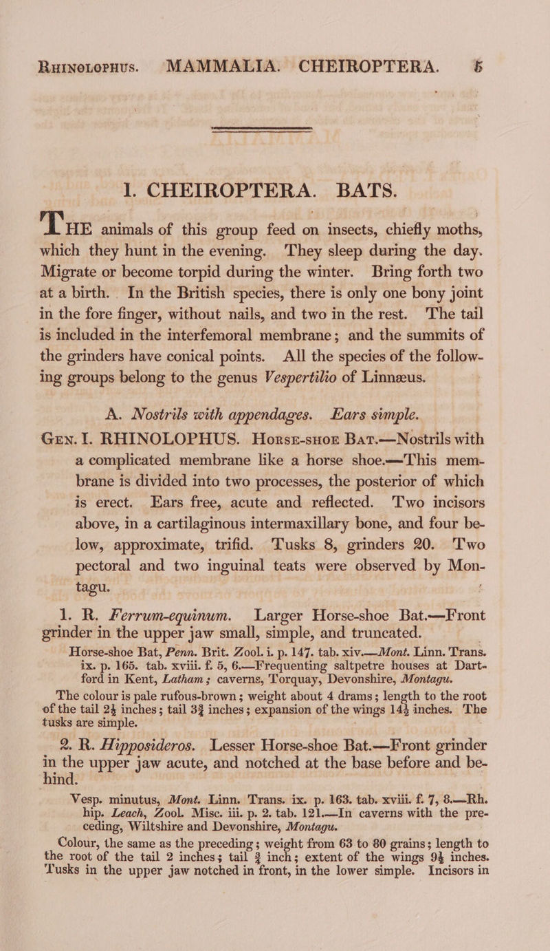 I. CHETROPTERA. BATS. Tue animals of this group feed on insects, chiefly moths, which they hunt in the evening. ‘They sleep during the day. Migrate or become torpid during the winter. Bring forth two at a birth. In the British species, there is only one bony joint in the fore finger, without nails, and two in the rest. The tail is included in the interfemoral membrane; and the summits of the grinders have conical points. All the species of the follow- ing groups belong to the genus Vespertilio of Linneeus. A. Nostrils with appendages. Ears simple. Gen. I. RHINOLOPHUS. Horse-suor Bat.—Nostrils with a complicated membrane like a horse shoe.—This mem- brane is divided into two processes, the posterior of which is erect. Ears free, acute and reflected. ‘Two incisors above, in a cartilaginous intermaxillary bone, and four be- low, approximate, trifid. ‘Tusks 8, grinders 20. ‘Two pectoral and two inguinal teats were observed by Mon- tagu. 1. R. Ferrum-equinum. Larger Horse-shoe Bat.—Front grinder in the upper jaw small, simple, and truncated. Horse-shoe Bat, Penn. Brit. Zool. i. p- 147. tab. xiv.—Mont. Linn. Trans. ix. p. 165. tab. xviii. f. 5, 6.—Frequenting saltpetre houses at Dart- ford in Kent, Latham; caverns, Torquay, Devonshire, Montagu. The colour is pale rufous-brown ; weight about 4 drams; length to the root of the tail 24 inches; tail 33 inches; expansion of the wings 143 inches. The tusks are simple. . 2. R. Hipposideros. Lesser Horse-shoe Bat.—Front grinder in the upper jaw acute, and notched at the base before and be- hind. , Vesp. minutus, Mont. Linn. Trans. ix. p. 163. tab. xviii. f. 7, 8.—Rh. hip. Leach, Zool. Mise. iii. p. 2. tab. 121.—In caverns with the pre- ceding, Wiltshire and Devonshire, Montagu. Colour, the same as the preceding; weight from 63 to 80 grains; length to the root of the tail 2 inches; tail 3 inch; extent of the wings 9% inches. Tusks in the upper jaw notched in front, in the lower simple. Incisors in