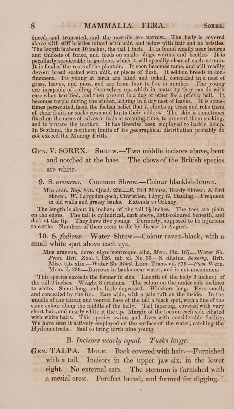 duced, and truncated, and the nostrils.are narrow. The body is covered above with stiff bristles mixed with hair, and below with hair and no bristles. The length is about 10 inches, the tail Linch. It is found chiefly near hedges and thickets of furze, and feeds on snails, slugs, worms, and beetles. It is peculiarly serviceable in gardens, which it will speedily clear of such vermin. It is fond of the roots of the plantain. It soon becomes tame, and will readily devour bread soaked with milk, or pieces of flesh. It seldom breeds in con- finement. Its young at birth are blind and naked, concealed in a nest of grass, leaves, and moss, and are from four-to five in number. The young are incapable of rolling themselves up, which in maturity they can do with ease when terrified, and then present to a dog or other foe a prickly ball. It becomes torpid during the winter, lodging in a dry nest of leaves. It is some- times persecuted, faom the foolish belief that it climbs up trees and robs them of their fruit, or sucks cows and hurts their udders. ‘The skin is sometimes fixed on the noses of calves or foals at weaning-time, to prevent them sucking, and to irritate the mother. It has likewise been employed to hackle hemp. In Scotland, the northern limits of its geographical distribution probably do not exceed the Murray Frith. Be . Gren. V. SOREX. Surew.—Two middle incisors above, bent _ and notched at the base. The claws of the British species are white. 9. S. araneus. Common Shrew.—Colour blackish-brown. Mus aran. Ray, Syn. Quad. 239._E, Erd Mouse, Hardy Shrew; S, Erd Shrew; W, Llygoden-goch, Chwistlen, Llyg; G, Daullag—Frequent in old walls and grassy banks. Extends to Orkney. The length is about 24 inches; of the tail 14 inches. The toes are plain on the edges. The tail is cylindrical, dark above, light-coloured beneath, and dark at the tip. ‘They have five young. Formerly, supposed to be injurious to cattle. Numbers of them seem to die by disease in August. 10. 8. fodiens.. Water Shrew.—Colour raven-black, with a small white spot above each eye. Mus araneus, derso nigro ventroque albo, Merr. Pin. 167.—Water Sh. Penn. Brit. Zool. i. 126. tab. xi. No. 33.—S. ciliatus, Sowerby, Brit. Mise. tab. xlix.— Water Sh. Mont. Linn. Trans. vii. 276.—Flem. Wern. Mem. ii. 238.—Burrows in banks near water, and is not uncommon. This species exceeds the former in size. Length of the body 3 inches; of the tail 2inches. Weight 3 drachms. The colour on the under side inclines to white. Snout long, and a little depressed. Whiskers long. Eyes small, and concealed by the fur. Ears wide, with a pale tuft on the inside. In the middle of the throat and ventral base of the tail a black spot, witha line of the same colour along the middle of the belly. Tail tapering, covered with very short hair, and nearly white at the tip. Margin of the toes on each side ciliated with white hairs. 'I'his species swims and dives with considerable facility. We have seen it actively employed on the surface of the water, catching the Hydrometradz. Said to bring forth nine young. B. Incisors nearly equal. Tusks large. Gen. TALPA. Motz. Back covered with hair.—Furnished with a tail. Incisors in the upper jaw six, in the lower eight. No external ears. The sternum is furnished with a mesial crest. Forefeet broad, and formed for digging. °
