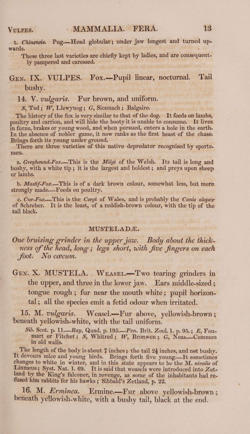 t. Chinensis. Pug.—Head globular; under jaw longest and turned up- wards. These three last varieties are chiefly kept by ladies, and are consequent- ly pampered and caressed. Gren. IX. VULPES. Fox.—Pupil linear, nocturnal. Tail ~ bushy. 14. V. vulgaris. Fur brown, and uniform. S, Tod; W, Llewynog; G, Sionnach ; Balgaire. The history of the fox is very similar to that of the dog. It feeds on lambs, poultry and carrion, and will hide the booty it is unable to consume. It lives in furze, brakes or young wood, and when pursued, enters a hole in the earth. In the absence of nobler game, it now ranks as the first beast of the chase. Brings forth its young under ground. , There are three varieties of this native depredator recognised by sports~ men. a. Greyhound-Fox.—This is the Milgi of the Welsh. Its tail is long and bushy, with a white tip; it is the largest and boldest; and preys upon sheep. or lambs. b. Mastif-Fox.—This is of a dark brown colour, somewhat less, but more strongly made.—Feeds on poultry. ce. Cur-Fox.—This is the Corgi of Wales, and is probably the Canis alopex of Schreber. It is the least, of a reddish-brown colour, with the tip of the tail black. MUSTELADZ. One bruising grinder in the upper jaw. Body about the thick- ness of the head, long ; legs short, with five fingers on each foot. No cecum. Gey. X. MUSTELA. Weasrt—Two tearing grinders in the upper, and three in the lower jaw. Ears middle-sized ; tongue rough; fur near the mouth white; pupil horizon- tal; all the species emit a fetid odour when irritated. 15. M. vulgaris. Weasel.—Fur above, yellowish-brown ; beneath yellowish-white, with the tail uniform. Sib. Scot. p. 11.—Ray, Quad. p. 195.—Pen. Brit. Zool. 1. p. 95.; E, Fou- mart er Fitchet; S, Whitred; W, Bronwen; G, Neas.—Common in old walls. _, The length of the body is about 7 inches ; the tail 24 inches, and net bushy. It devours mice and young birds. Brings forth five young._It sometimes changes to white in winter, and in this state appears to be the M. nivalis of Linnzeus; Syst. Nat. 1. 69. It is said that weasels were introduced into Zet- land by the King’s falconer, in revenge, as some of the inhabitants had re- fused him rabbits for his hawks ; Sibbald’s Zetland, p. 22. 16. M. Erminea. Exmine—Fur above yellowish-brown ; beneath yellowish-white, with a bushy tail, black at the end.