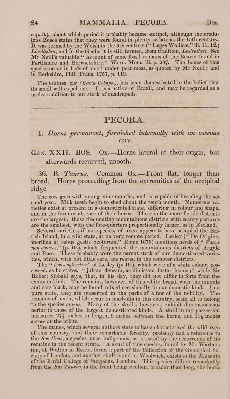 cap. 3.), about which period it probably became extinct, although the credu- lous Boece states that they were found in plenty so late as the 15th century. It was termed by the Welsh in the 9th century (“ Leges Wallicze,” iii. 11. 12.) Liosdlydan, and in the Gaelic it is still termed, from tradition, Losleathen. See Mr Neill’s valuable “* Account of some fossil remains of the Beaver found in Perthshire and Berwickshire,” Wern. Mem. iii. p. 207. The bones of this species occur in beds of marl under peat-moss, as quoted by Mr Neill; and in Berkshire, Phil. Trans. 1757, p. 112. The Guinea pig (Cavia Cobaya), has been domesticated in the belief that its smell will expel rats. It is a native of Brazil, and may be regarded as a useless addition to our stock of quadrupeds. PECORA. I. Horns permanent, furnished internally with an osseous _ core. GEN. XXII. BOS. Ox.—Horns lateral at their origin, but afterwards recurved, smooth. 36. B. Taurus. Common Ox.—Front flat, longer than broad. Horns proceeding from the extremities of the occipital ridge. The cow goes with young nine months, and is capable of breeding the se+ cond year. Milk teeth begin to shed about the tenth month. Numerous va- rieties exist at present in a domesticated state, differing in colour and shape, and in the form or absence of their horns. Those in the more fertile districts | are the largest ; those frequenting mountainous districts with scanty pastures are the smallest, with the fore-quarters proportionally larger, as in Zetland. Several varieties, if not species, of oxen appear to have oceupied the Bri- tish Island, in a wild state, at no very remote period. Lesley (** De Origine, moribus et rebus gestis Scotorum,” Rome 1678) mentions herds of ** Vacce non cicures,” (p. 10.), which frequented the mountainous districts of Argyle and Ross. ‘These probably were the parent stock of our domesticated varie- ties, which, with but little care, are reared in the remoter districts. The “ doves sylvestres” of Lesley (p. 19.), which were of a white colour, pos- sessed, as he states, ‘‘ jubam densam, ac dimissam instar leonis ;” while Sir Robert Sibbald says, that, in his day, they did not differ in form from the common kind. The remains, however, of this white breed, with the muzzle and ears black, may be found mixed occasionally in our domestic kind. Ina pure state, they are preserved in the parks of a few of the nobility. The remains of oxen, which occur in marl-pits in this country, seem all to belong to the species tawrus. Many of the skulls, however, exhibit dimensions su- perior to those of the largest domesticated kinds. A skull in my possession measures 274 inches in length, 9 inches between the horns, and 114 inches across at the orbits. The manes, which several authors state to have characterised the wild oxen of this country, and their remarkable ferocity, probaoly had a reference to the Bos Urus, a species once indigenous, as attested by the occurrence of its remains in the recent strata. <A skull of this species, found by Mr Warbur- ton, at Walton in Essex, forms a part of the Collection of the Geological So- ciety of London, and another skull found at Woolwich, exists in the Museum of the Royal College of Surgeons, London. This species differs remarkably from the Bos Taurus, in the front being swollen, broader than long, the horns