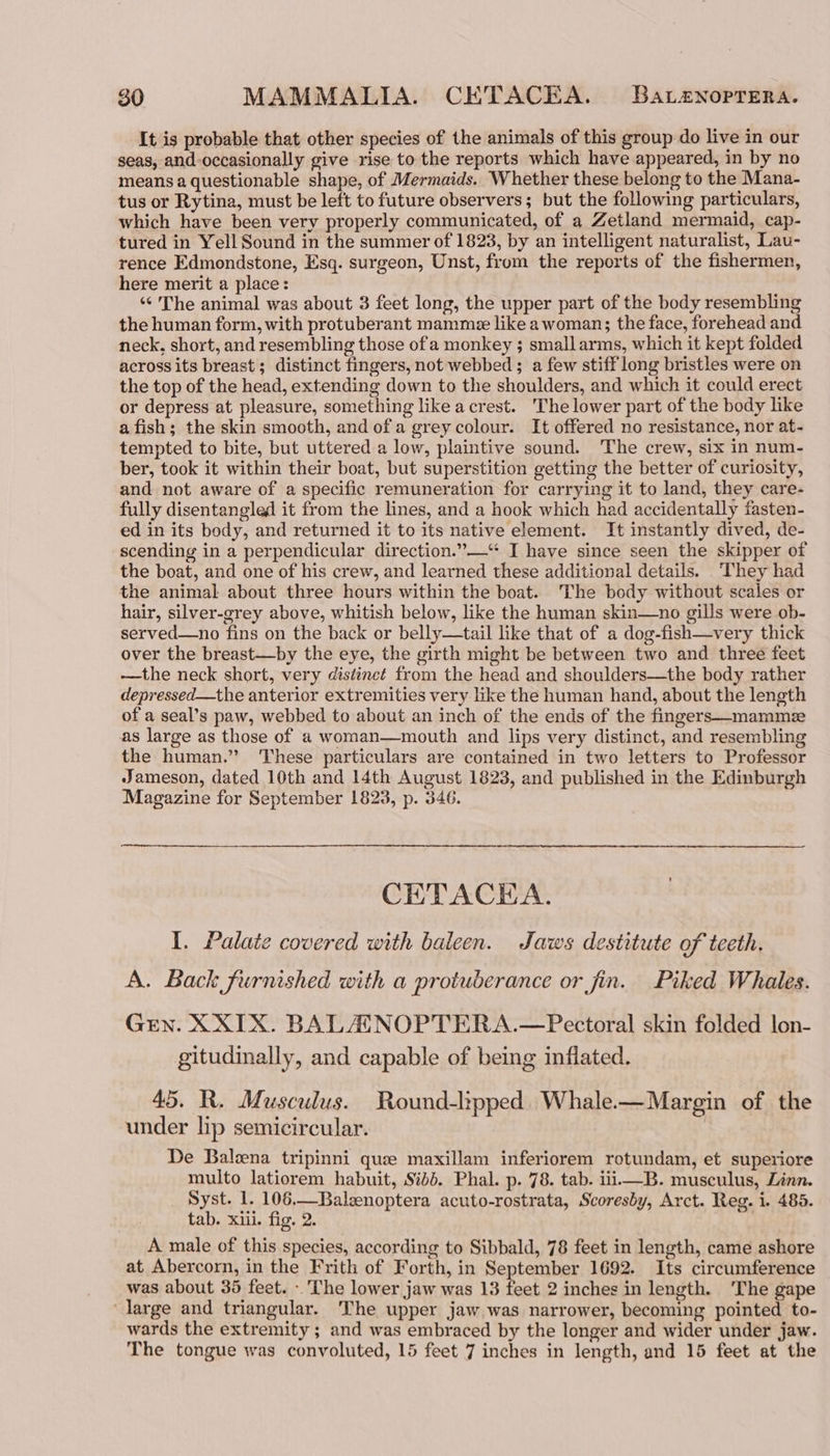 It is probable that other species of the animals of this group do live in our seas, and-occasionally give rise to the reports which have appeared, in by no means a questionable shape, of Mermaids. Whether these belong to the Mana- tus or Rytina, must be left to future observers; but the following particulars, which have been very properly communicated, of a Zetland mermaid, cap- tured in Yell Sound in the summer of 1823, by an intelligent naturalist, Lau- rence Edmondstone, Esq. surgeon, Unst, from the reports of the fishermen, here merit a place: *¢ The animal was about 3 feet long, the upper part of the body resembling the human form, with protuberant mamme like a woman; the face, forehead and neck, short, and resembling those of a monkey ; small arms, which it kept folded across its breast; distinct fingers, not webbed ; a few stiff long bristles were on the top of the head, extending down to the shoulders, and which it could erect or depress at pleasure, something like a crest. The lower part of the body like a fish; the skin smooth, and of a grey colour. It offered no resistance, nor at- tempted to bite, but uttered a low, plaintive sound. The crew, six in num- ber, took it within their boat, but superstition getting the better of curiosity, and not aware of a specific remuneration for carrying it to land, they care- fully disentangled it from the lines, and a hook which had accidentally fasten- ed in its body, and returned it to its native element. It instantly dived, de- scending in a perpendicular direction.”—“ I have since seen the skipper of the boat, and one of his crew, and learned these additional details. They had the animal about three hours within the boat. The body without scales or hair, silver-grey above, whitish below, like the human skin—no gills were ob- served—no fins on the back or belly—tail like that of a dog-fish—very thick over the breast—by the eye, the girth might be between two and three feet —the neck short, very distinct from the head and shoulders—the body rather depressed—the anterior extremities very like the human hand, about the length of a seal’s paw, webbed to about an inch of the ends of the fingers—mammez as large as those of a woman—mouth and lips very distinct, and resembling the human.” These particulars are contained in two letters to Professor Jameson, dated 10th and 14th August 1823, and published in the Edinburgh Magazine for September 1823, p. 346. CETACEA. I. Palate covered with baleen. Jaws destitute of teeth. A. Back furnished with a protuberance or fin. Piked Whales. Gren. XXITX. BALAUNOPTERA.—Pectoral skin folded lon- gitudinally, and capable of being inflated. 45. R. Musculus. Round-lipped Whale.— Margin of the under lip semicircular. De Balna tripinni que maxillam inferiorem rotundam, et superiore multo latiorem habuit, Sidé. Phal. p. 78. tab. iii—B. musculus, Linn. _ Syst. 1. 106.—Baleenoptera acuto-rostrata, Scoresby, Arct. Reg. i. 485. tab. xiii. fig. 2. | A male of this species, according to Sibbald, 78 feet in length, came ashore at Abercorn, in the Frith of Forth, in September 1692. Its circumference was about 35 feet. - The lower jaw was 13 feet 2 inches in length. The gape large and triangular. The upper jaw was narrower, becoming pointed to- wards the extremity ; and was embraced by the longer and wider under jaw. The tongue was convoluted, 15 feet 7 inches in length, and 15 feet at the