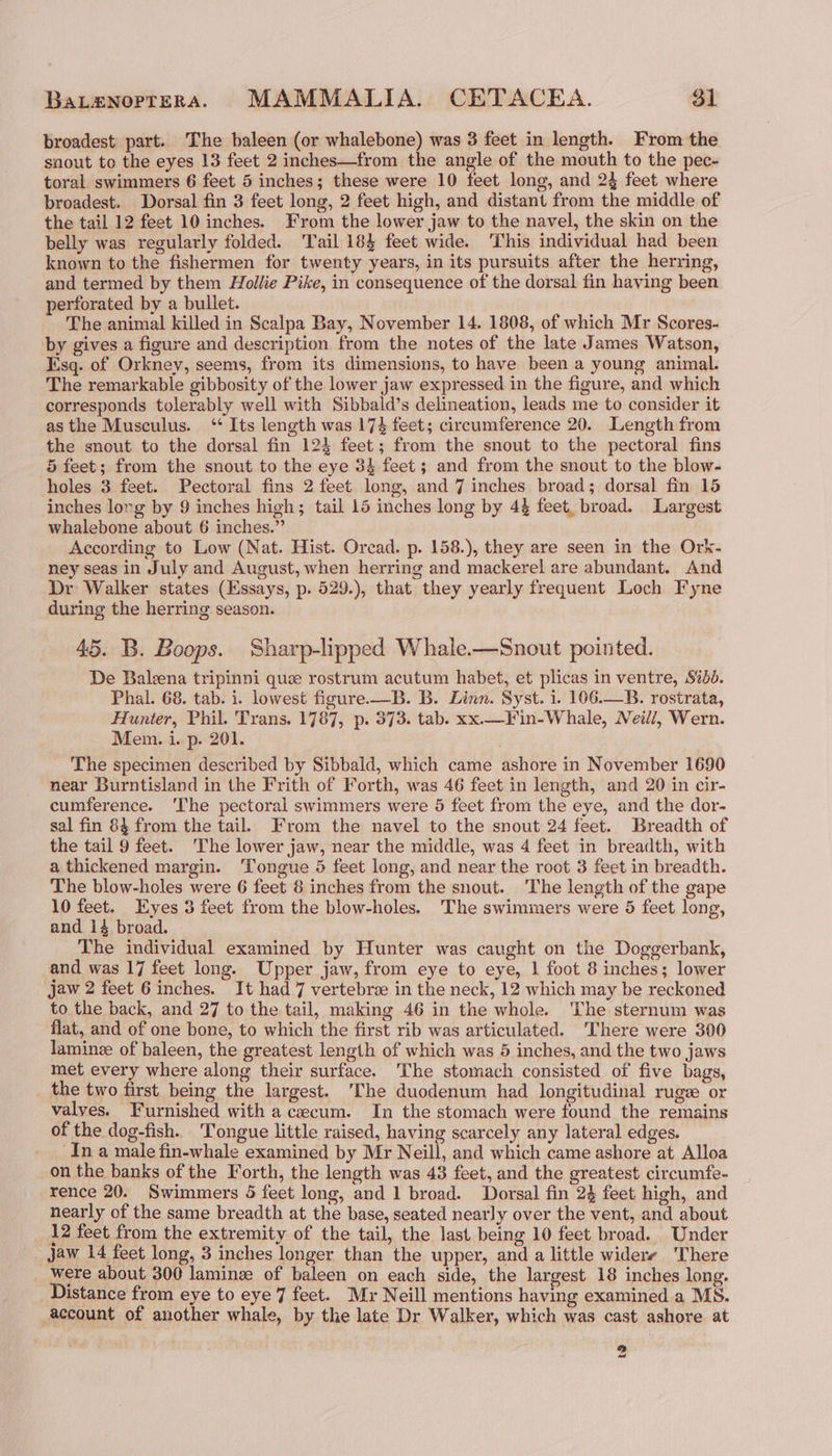 broadest part. The baleen (or whalebone) was 3 feet in length. From the snout to the eyes 13 feet 2 inches—from the angle of the mouth to the pec- toral swimmers 6 feet 5 inches; these were 10 feet long, and 24 feet where broadest. Dorsal fin 3 feet long, 2 feet high, and distant from the middle of the tail 12 feet 10 inches. From the lower jaw to the navel, the skin on the belly was regularly folded. Tail 184 feet wide. ‘This individual had been known to the fishermen for twenty years, in its pursuits after the herring, and termed by them Hollie Pike, in consequence of the dorsal fin having been perforated by a bullet. The animal killed in Scalpa Bay, November 14. 1808, of which Mr Scores- by gives a figure and description from the notes of the late James Watson, Esq. of Orkney, seems, from its dimensions, to have been a young animal. The remarkable gibbosity of the lower jaw expressed in the figure, and which corresponds tolerably well with Sibbald’s delineation, leads me to consider it as the Musculus. ‘ Its length was 174 feet; circumference 20. Length from the snout to the dorsal fin 124 feet; from the snout to the pectoral fins 5 feet; from the snout to the eye 34 feet; and from the snout to the blow- holes 3 feet. Pectoral fins 2 feet long, and 7 inches broad; dorsal fin 15 inches lorg by 9 inches high; tail 15 inches long by 4% feet, broad. Largest whalebone about 6 inches.” According to Low (Nat. Hist. Orcad. p. 158.), they are seen in the Ork- ney seas in July and August, when herring and mackerel are abundant. And Dr Walker states (Essays, p. 529.), that they yearly frequent Loch Fyne during the herring season. 45. B. Boops. Sharp-lipped Whale.—Snout pointed. De Balena tripinni que rostrum acutum habet, et plicas in ventre, S%dd. Phal. 68. tab. i. lowest figure.—B. B. Linn. Syst. i. 106.—B. rostrata, Hunter, Phil. Trans. 1787, p. 373. tab. xx.—Fin-Whale, Neil/, Wern. Mem. i. p. 201. The specimen described by Sibbald, which came ashore in November 1690 near Burntisland in the Frith of Forth, was 46 feet in length, and 20 in cir- cumference. ‘The pectoral swimmers were 5 feet from the eye, and the dor- sal fin 64 from the tail. From the navel to the snout 24 feet. Breadth of the tail 9 feet. The lower jaw, near the middle, was 4 feet in breadth, with a thickened margin. Tongue 5 feet long, and near the root 3 feet in breadth. The blow-holes were 6 feet 8 inches from the snout. The length of the gape 10 feet. Eyes 3 feet from the blow-holes. The swimmers were 5 feet long, and 14 broad. The individual examined by Hunter was caught on the Doggerbank, and was 17 feet long. Upper jaw, from eye to eye, 1 foot 8 inches; lower jaw 2 feet 6 inches. It had 7 vertebra in the neck, 12 which may be reckoned to the back, and 27 to the tail, making 46 in the whole. ‘The sternum was flat, and of one bone, to which the first rib was articulated. ‘There were 300 laminze of baleen, the greatest length of which was 5 inches, and the two jaws met every where along their surface. The stomach consisted of five bags, the two first being the largest. The duodenum had longitudinal ruge or valyes. Furnished with a cecum. In the stomach were found the remains of the dog-fish. Tongue little raised, having scarcely any lateral edges. ‘In a male fin-whale examined by Mr Neill, and which came ashore at Alloa on the banks of the Forth, the length was 43 feet, and the greatest circumfe- rence 20. Swimmers 5 feet long, and 1 broad. Dorsal fin 24 feet high, and nearly of the same breadth at the base, seated nearly over the vent, and about 12 feet from the extremity of the tail, the last being 10 feet broad. Under Jaw 14 feet long, 3 inches longer than the upper, and a little widere There were about 300 laminz of baleen on each side, the largest 18 inches long. Distance from eye to eye 7 feet. Mr Neill mentions having examined a MS. account of another whale, by the late Dr Walker, which was cast ashore at Ps tad
