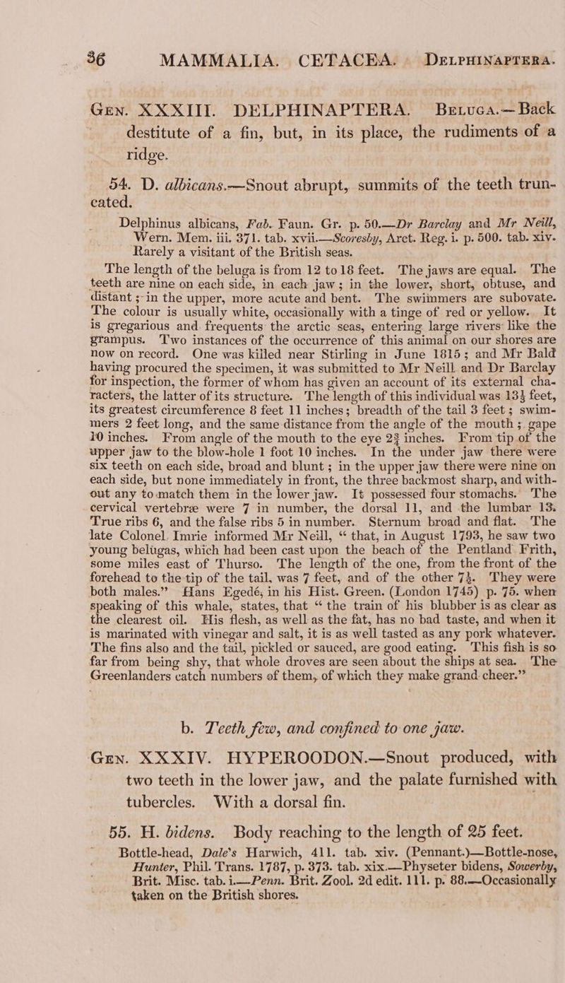 Gen. XXXIIT. DELPHINAPTERA. Betuca.— Back destitute of a fin, but, in its place, the rudiments of a ridge. 54. D. albicans.—Snout abrupt, summits of the teeth trun- cated. Delphinus albicans, Fab. Faun. Gr. p. 50.—Dr Barclay and Mr Neill, Wern. Mem. iii. 371. tab. xviii Scoresby, Arct. Reg. i. p. 500. tab. xiv. Rarely a visitant of the British seas. The length of the beluga is from 12 to18 feet. The jaws are equal. The teeth are nine on each side, in each jaw; in the lower, short, obtuse, and distant ;-in the upper, more acute and bent. The swimmers are subovate. The colour is usually white, occasionally with a tinge of red or yellow. It is gregarious and. frequents the arctic seas, entering large rivers like the grampus. ‘T'wo instances of the occurrence of this animal on our shores are now on record. One was killed near Stirling in June 1815; and Mr Bald having procured the specimen, it was submitted to Mr Neill and Dr Barclay for inspection, the former of whom has given an account of its external cha- racters, the latter of its structure. The length of this individual was 133 feet, its greatest circumference 8 feet 11 inches; breadth of the tail 3 feet ; swim- mers 2 feet long, and the same distance from the angle of the mouth ;. gape 10 inches. From angle of the mouth to the eye 28 inches. From tip of the upper jaw to the blow-hole 1 foot 10 inches. In the under jaw there were six teeth on each side, broad and blunt ; in the upper jaw there were nine on each side, but none immediately in front, the three backmost sharp, and with- out any to.match them in the lower jaw. It possessed four stomachs. The cervical vertebrze were 7 in number, the dorsal 11, and the lumbar 13. True ribs 6, and the false ribs 5 in number.. Sternum broad and flat. The late Colonel. Imrie informed Mr Neill, “ that, in August 1793, he saw two young beligas, which had been cast upon the beach of the Pentland Frith, some miles east of Thurso. The length of the one, from the front of the forehead to the tip of the tail, was 7 feet, and of the other 74. They were both males.” Hans Egedé, in his Hist. Green. (London 1745) p. 75. when speaking of this whale, states, that “ the train of his blubber is as clear as the clearest oil. His flesh, as well as the fat, has no bad taste, and when it is marinated with vinegar and salt, it is as well tasted as any pork whatever. The fins also and the tail, pickled or sauced, are good eating. This fish is so. far from being shy, that whole droves are seen about the ships at sea. The Greenlanders catch numbers of them, of which they make grand cheer.” b. Teeth few, and confined to one jaw. Gren. XXXIV. HYPEROODON.—Snout produced, with two teeth in the lower jaw, and the palate furnished with tubercles. With a dorsal fin. 55. H. bidens. Body reaching to the length of 25 feet. Bottle-head, Dale’s Harwich, 41]. tab. xiv. (Pennant.)—Bottle-nose, Hunter, Phil. Trans. 1787, p. 373. tab. xix.—Physeter bidens, Sowerby, Brit. Misc. tab.ii—Penn. Brit. Zool. 2d edit. 111. p. 88.-Occasionally taken on the British shores.