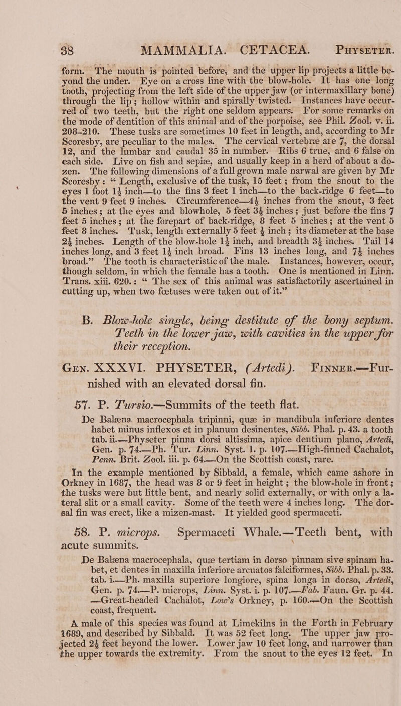 form. The mouth is pointed before, and the upper lip projects a little be- yond the under. Eye on across line with the blow-hole. It has one long tooth, projecting from the left side of the upper jaw (or intermaxillary bone) through the lip; hollow within and spirally twisted. Instances have occur- red of two teeth, but the right one seldom appears. For some remarks on the mode of dentition of this animal and of the porpoise, see Phil. Zool. v. ii. 208-210. ‘These tusks are sometimes 10 feet in length, and, according to Mr Scoresby, are peculiar to the males. The cervical vertebrze are 7, the dorsal 12, and the lumbar and caudal 35 in number. Ribs 6 true, and 6 false on each side. Live on fish and sepize, and usually keep in a herd of about a do- zen. The following dimensions of a full grown male narwal are given by Mr Scoresby: ‘ Length, exclusive of the tusk, 15 feet ; from the snout to the eyes 1 foot 14 inch—to the fins 3 feet 1 inch—to the back-ridge 6 feet—to the vent 9 feet 9 inches. Circumference—4} inches from the snout, 3 feet 5 inches; at the eyes and blowhole, 5 feet 34 inches; just before the fins 7 feet 5 inches; at the forepart of back-ridge, 8 feet 5 inches; at the vent 5 feet 8 inches. Tusk, length externally 5 feet 4 inch; its diameter at the base 24 inches. Length of the blow-hole 14 inch, and breadth 34 inches. Tail 14 inches long, and 3 feet 14 inch broad. Fins 13 inches long, and 74 inches broad.” ‘Ihe tooth is characteristic of the male. Instances, however, occur, though seldom, in which the female has a tooth. One is mentioned in Linn. Trans. xiii. 620.: “ The sex of this animal was satisfactorily ascertained in cutting up, when two foetuses were taken out of it.” B. Blow-hole single, being destitute of the bony septum. Teeth in the lower jaw, with cavities nm the upper for their reception. Gren. XXXVI. PHYSETER, (4rtedi). FINNER.—Fur- nished with an elevated dorsal fin. pay foe i Tursio.—Summits of the teeth flat. De Baleena macrocephala tripinni, que in mandibula inferiore dentes habet minus inflexos et in planum desinentes, Sibé. Phal. p. 43. a tooth tab. ii.—Physeter pinna dorsi altissima, apice dentium plano, Artedi, Gen. p. 74.—Ph. Tur. Linn. Syst. 1. p. 107.—High-finned Cachalot, Penn. Brit. Zool. iii. p. 64.—On the Scottish coast, rare. In the example mentioned by Sibbald, a female, which came ashore in Orkney in 1687, the head was 8 or 9 feet in height ; the blow-hole in front ; the tusks were but little bent, and nearly solid externally, or with only a la- teral slit or a small cavity. Some of the teeth were 4 inches long. The dor- sal fin was erect, like a mizen-mast. It yielded good spermaceti. 58. P. microps. Spermaceti Whale.—Teetl bent, with acute summits. De Balzena macrocephala, quze tertiam in dorso pinnam sive spinam ha- bet, et dentes in maxilla inferiore arcuatos falciformes, Sibb. Phal. p. 33. tab. i— Ph. maxilla superiore longiore, spina longa in dorso, Artedi, Gen. p. 74.—P. microps, Linn. Syst. i. p. 107.—F ab. Faun. Gr. p. 44. —Great-headed Cachalot, Low’s Orkney, p. 160.—On the Scottish coast, frequent. A male of this species was found at Limekilns in the Forth in February 1689, and described by Sibbald. It was 52 feet long. The upper jaw pro- jected 24 feet beyond the lower. Lower jaw 10 feet long, and narrower than the upper towards the extremity. From the snout to the eyes 12 feet. In