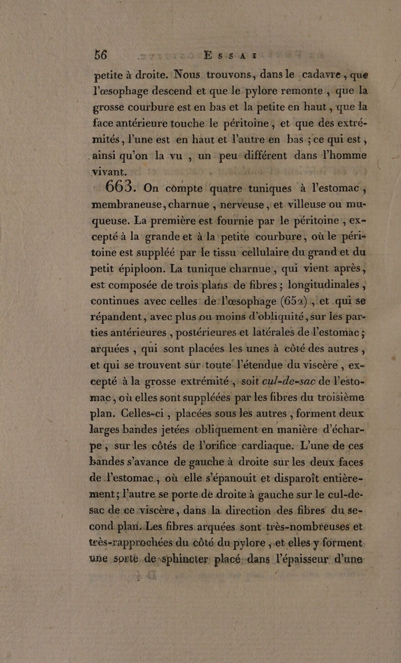 petite à droite. Nous trouvons, dans le cadavre, que l’æsophage descend et que le pylore remonte , que la grosse courbure est en bas et la petite en haut , que la face antérieure touche le péritoine, et que des extré- mités , l’une est en haut et l’autre en bas ; ce qui est, ainsi qu'on la vu , un peu différent dans l’homme vivant. | (;-128 9) - 663. On compte quatre tuniques à l'estomac ; membraneuse, charnue , nerveuse , et villeuse ou mu- queuse. La première est fournie par le péritoine , ex- cepté à la grande et à la petite courbure, où le péri- toine est suppléé par le tissu cellulaire du grand et du petit épiploon. La tunique charnue , qui vient après, est composée de trois plans de fibres ; longitudinales , continues avec celles de:l'œsophage (652), et .qui se répandent, avec plus ou moins d'obliquité, sur lés par- ties antérieures , postérieures et latérales de l'estomac ; arquées , qui sont placées les unes à côté des autres, et qui se trouvent sur toute l'étendue du viscère , ex- cepté à la grosse extrémité:, soit cu/-de-sac de l’esto- mac, où elles sont suppléées par les fibres du troisième plan. Celles-ci, placées sous les autres , forment deux larges bandes jetées obliquement en manière d’échar- pe, sur les côtés de l’orifice cardiaque. L’une de ces bandes s’avance de gauche à droite sur les deux faces de l'estomac, où elle s’'épanouit et disparoît entière- ment; l’autre se porte.de droite à gauche sur le cul-de- sac de ce viscère, dans la direction des fibres du se- cond plan..Les fibres arquées sont très-nombieuses et teès-rapprochées du côté du pylore ;.et elles y forment une sorte. de sphincter placé:-dans l'épaisseur d’une À